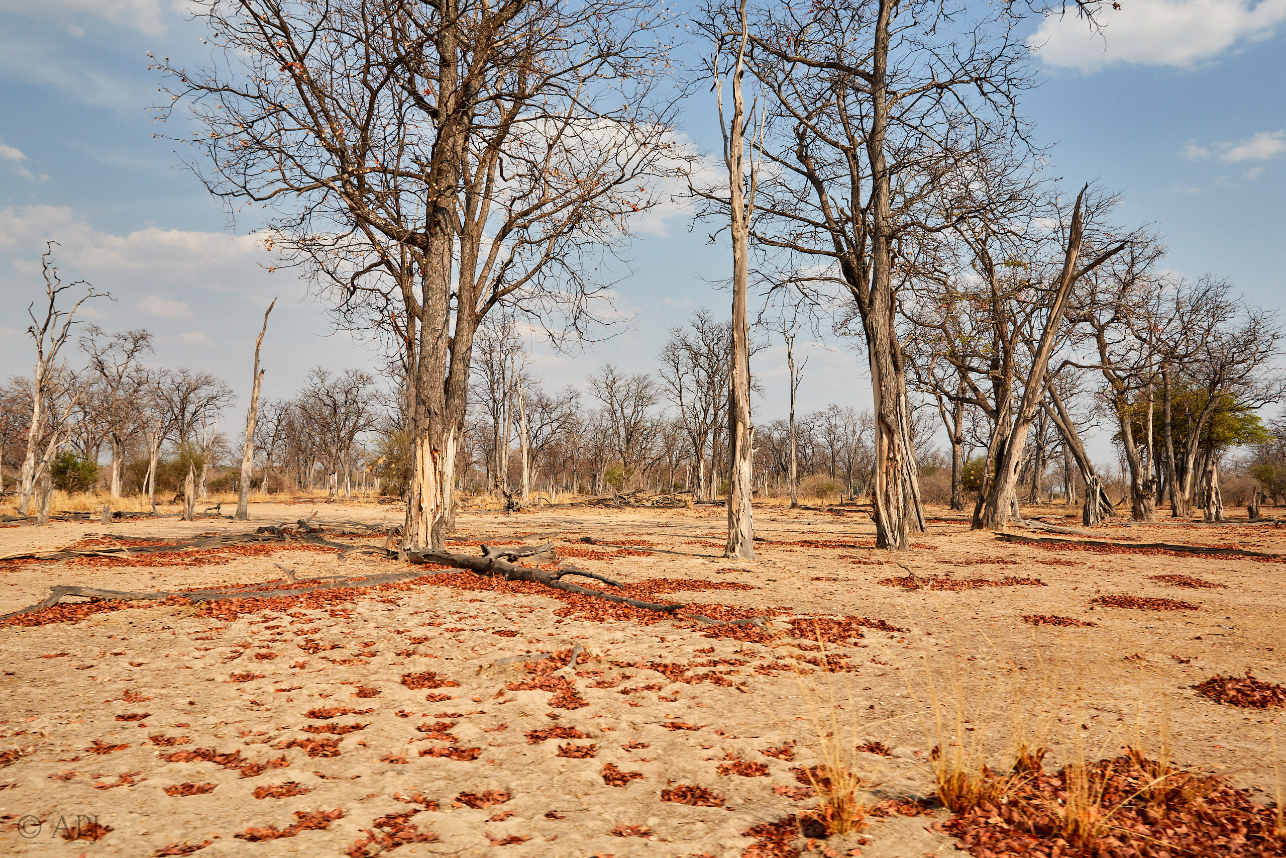 00287 APJ Sambia Malawi 2018 02352