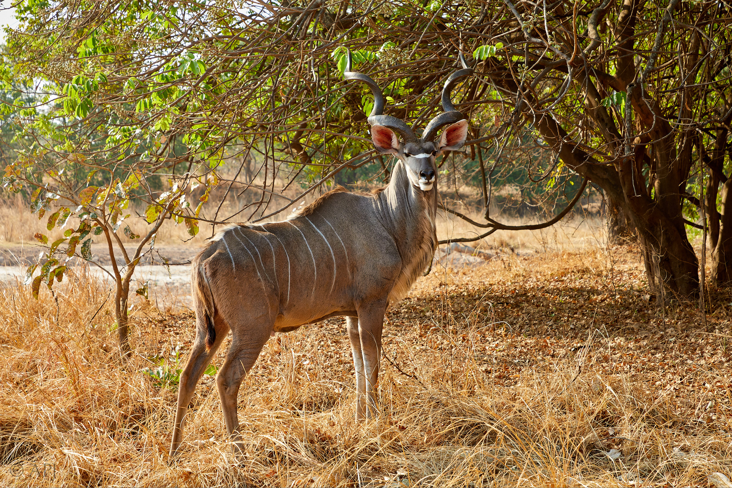 00288 APJ Sambia Malawi 2018 02362 D