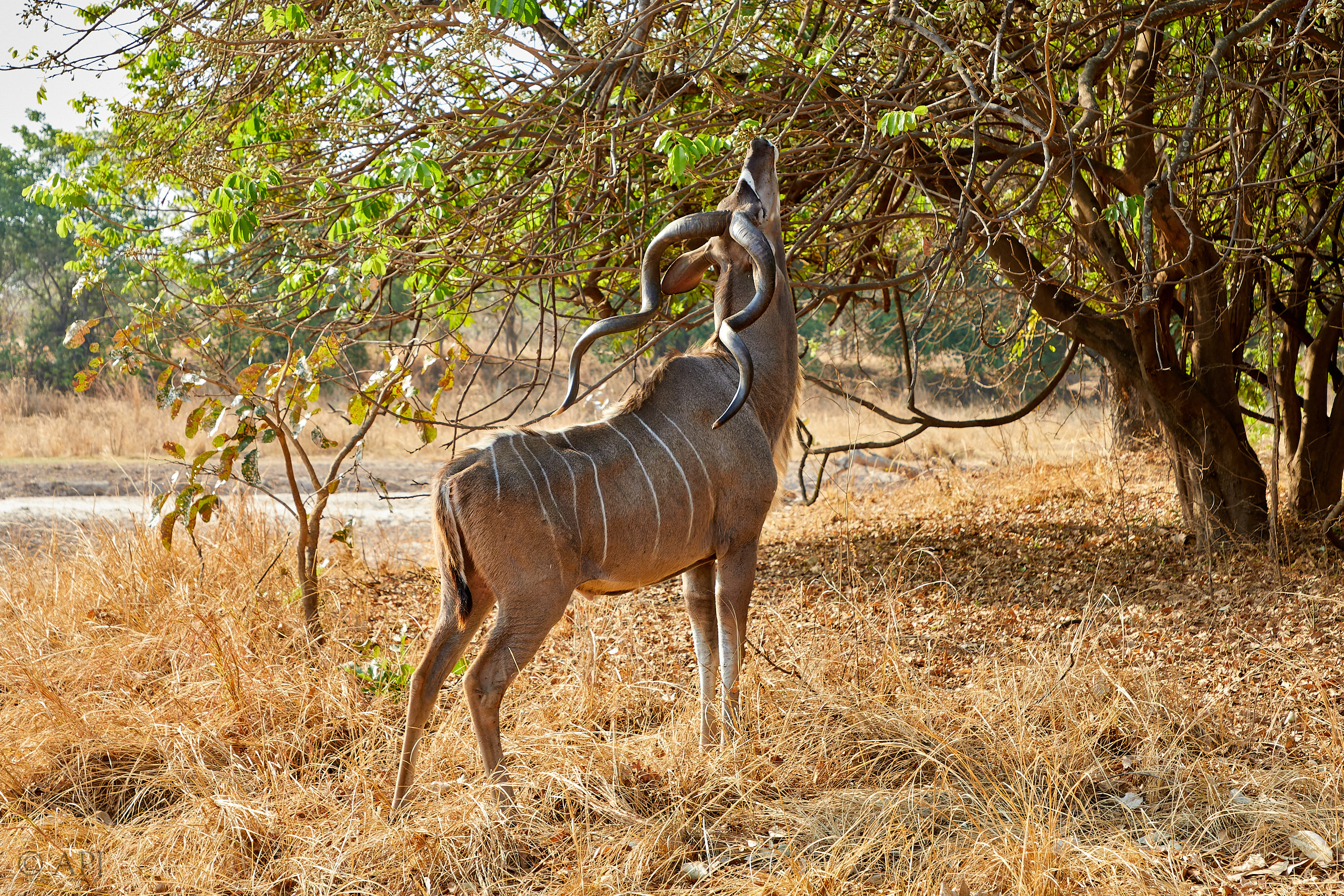 00289 APJ Sambia Malawi 2018 02364 D