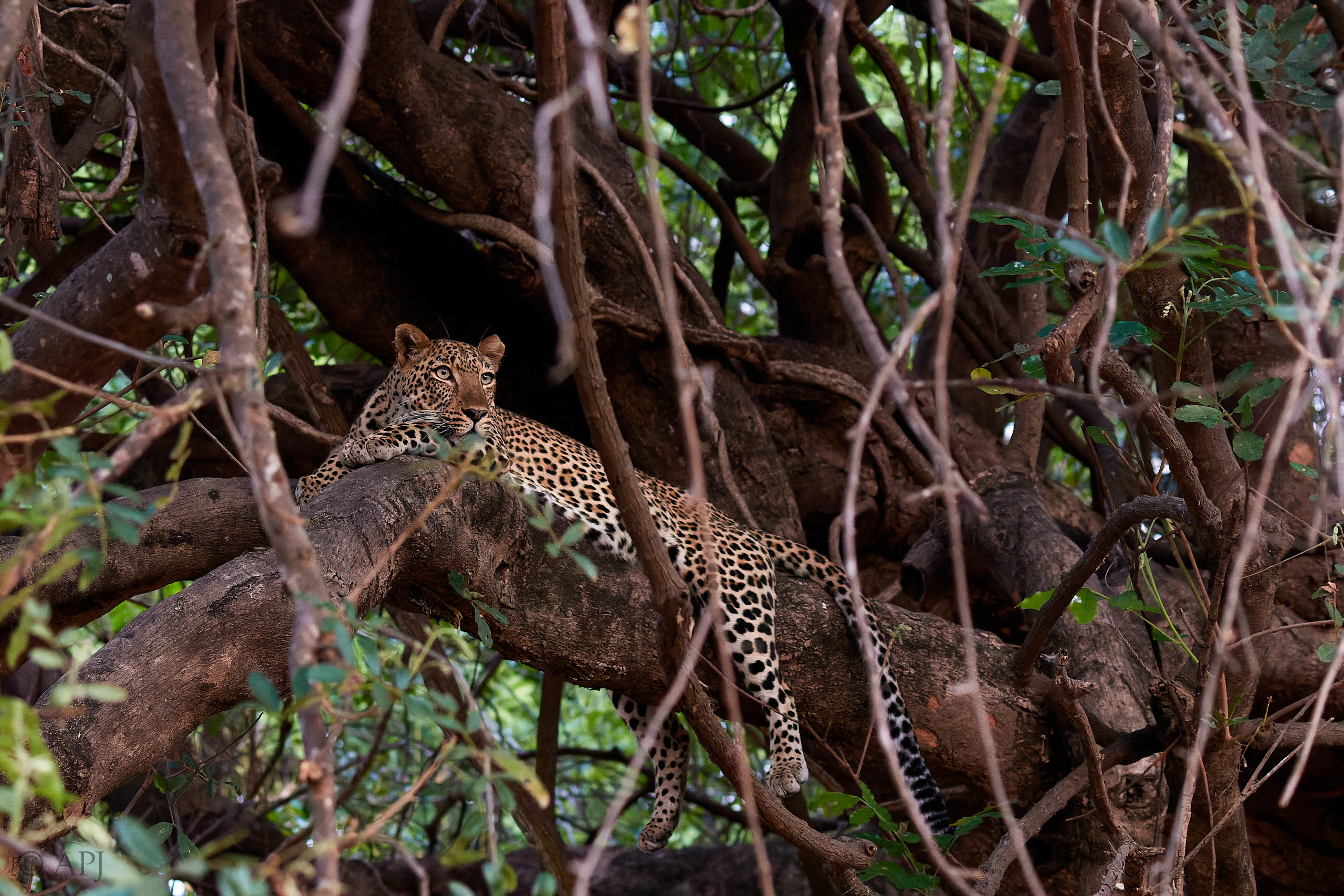 00302 APJ Sambia Malawi 2018 02522