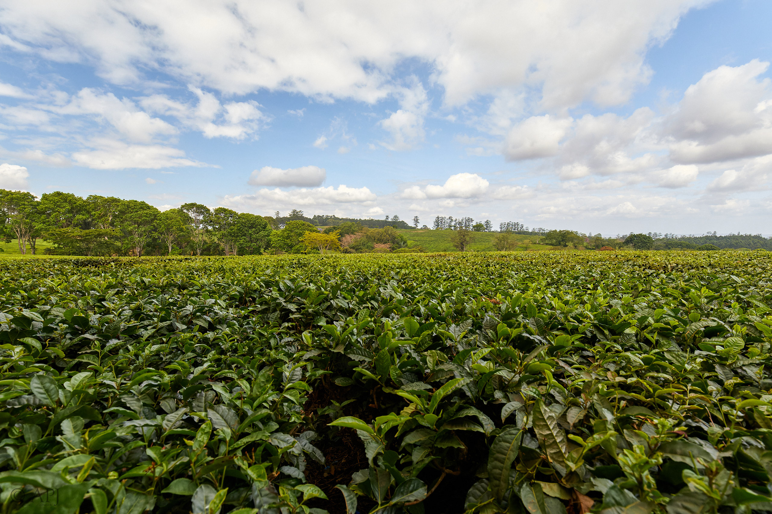 00348 APJ Sambia Malawi 2018 02834 D