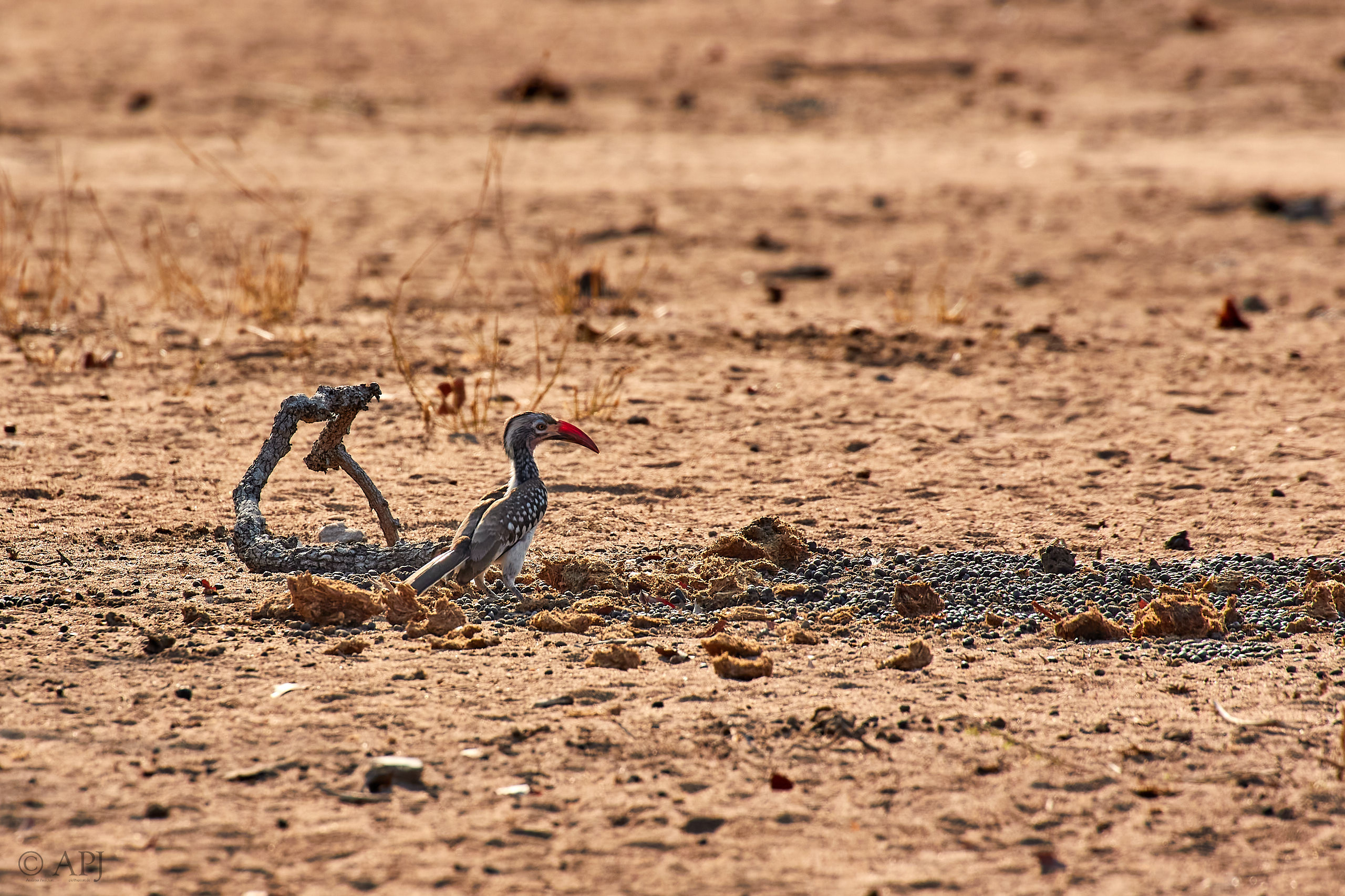00418 APJ Sambia Malawi 2018 03157