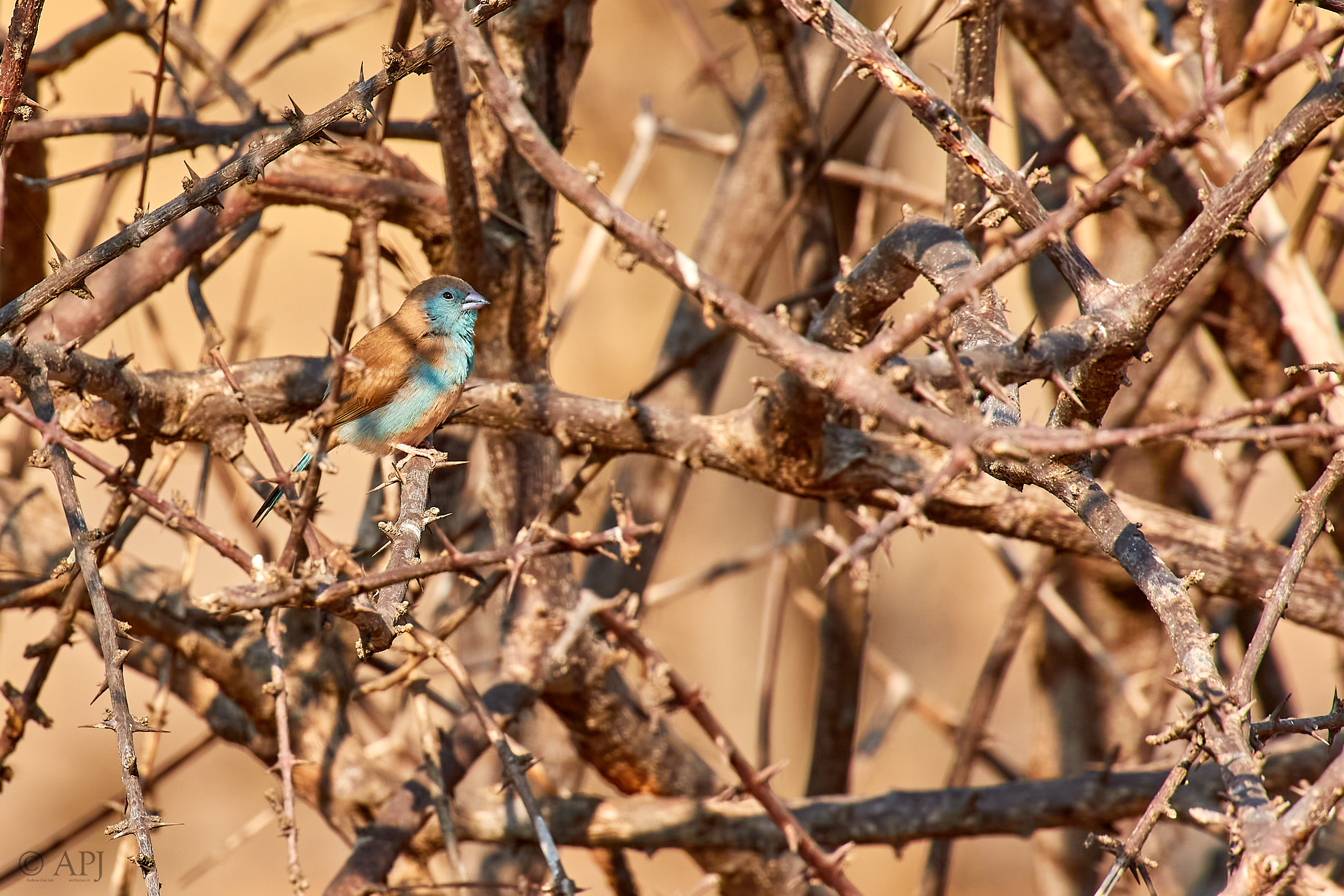00419 APJ Sambia Malawi 2018 03159