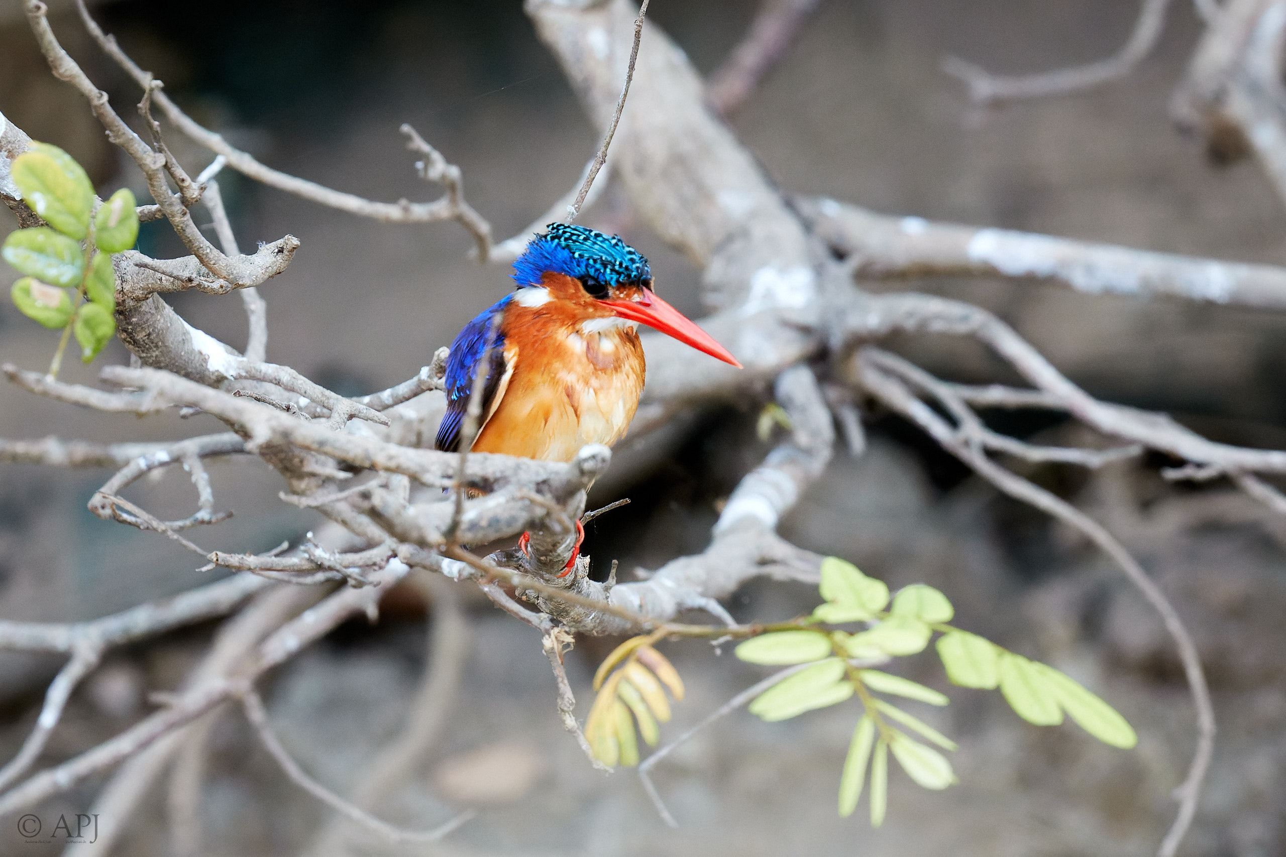 00424 APJ Sambia Malawi 2018 03185