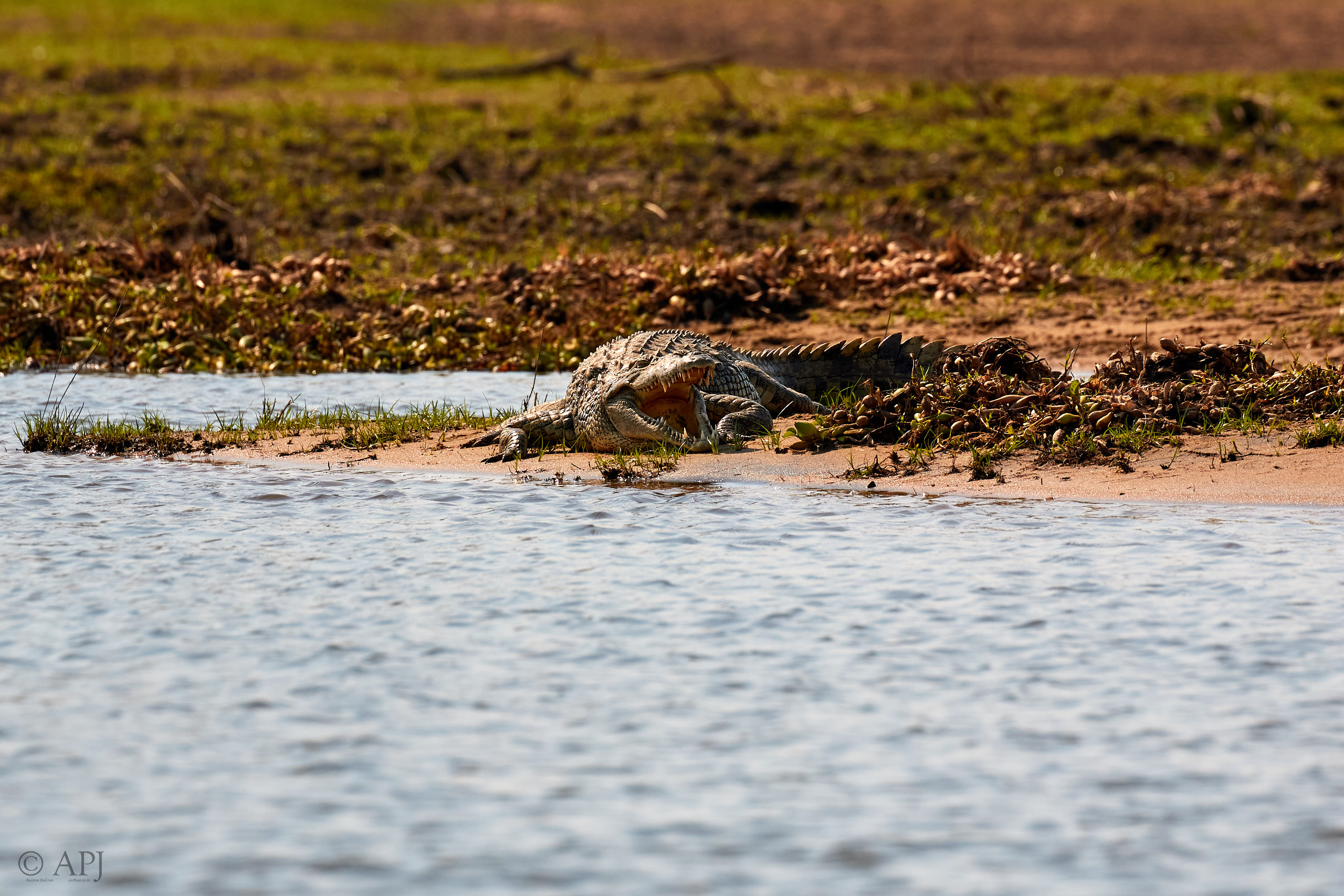 00432 APJ Sambia Malawi 2018 03282