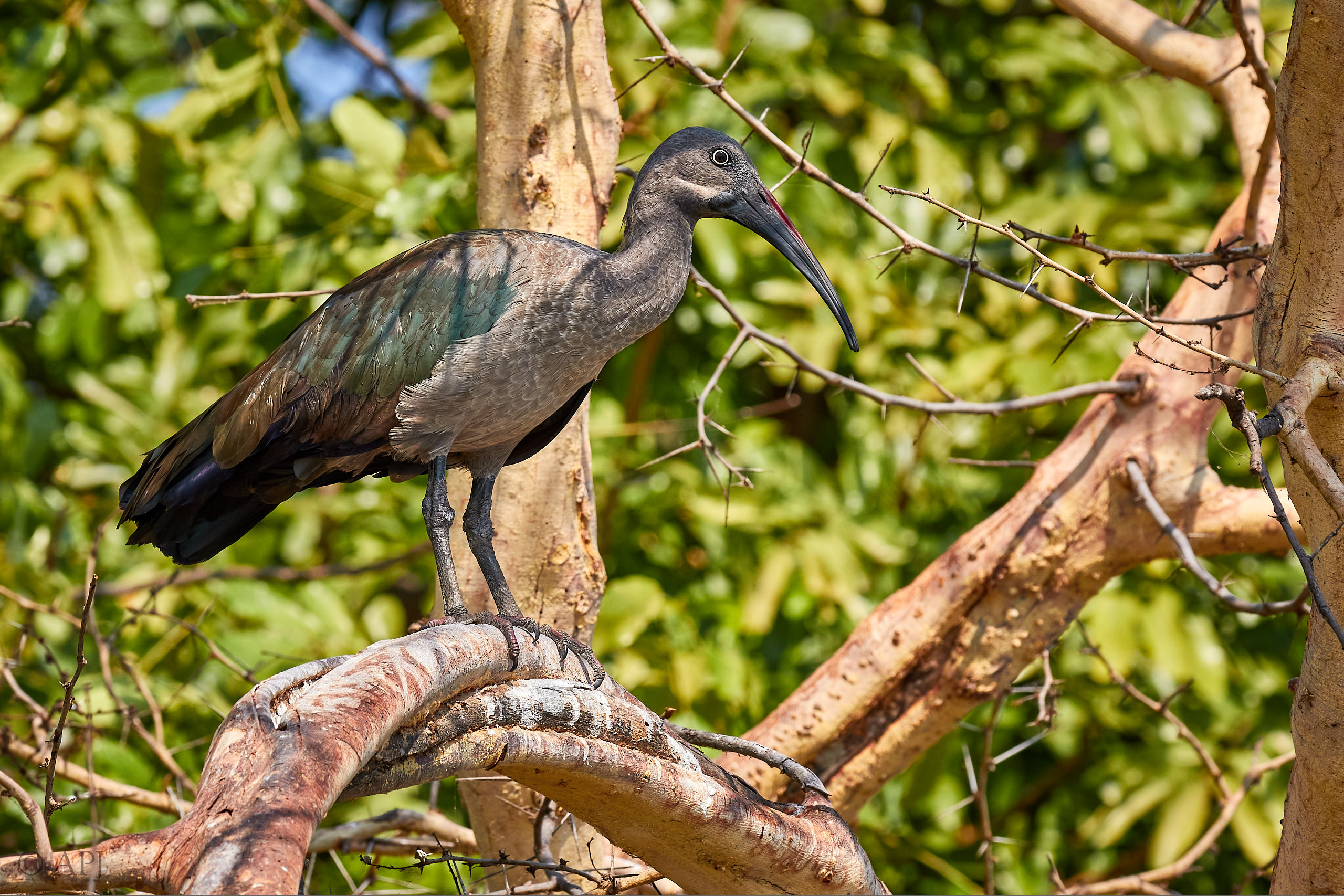00439 APJ Sambia Malawi 2018 03339