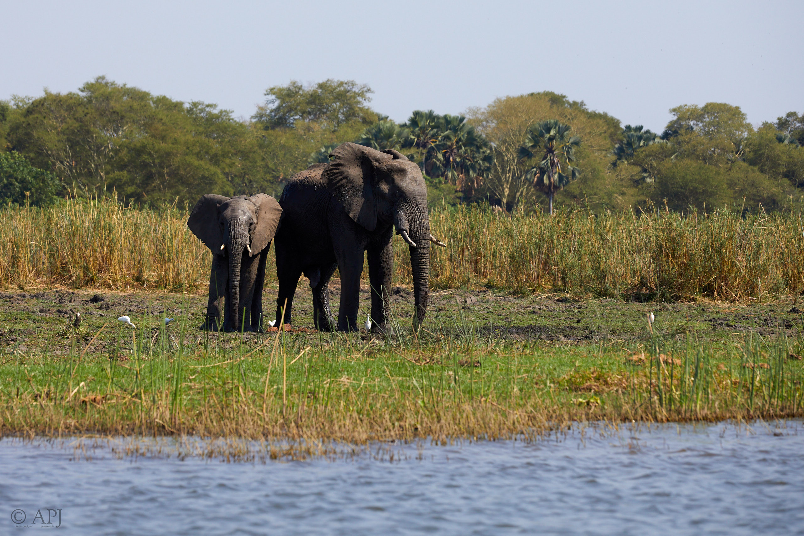 00443 APJ Sambia Malawi 2018 03382