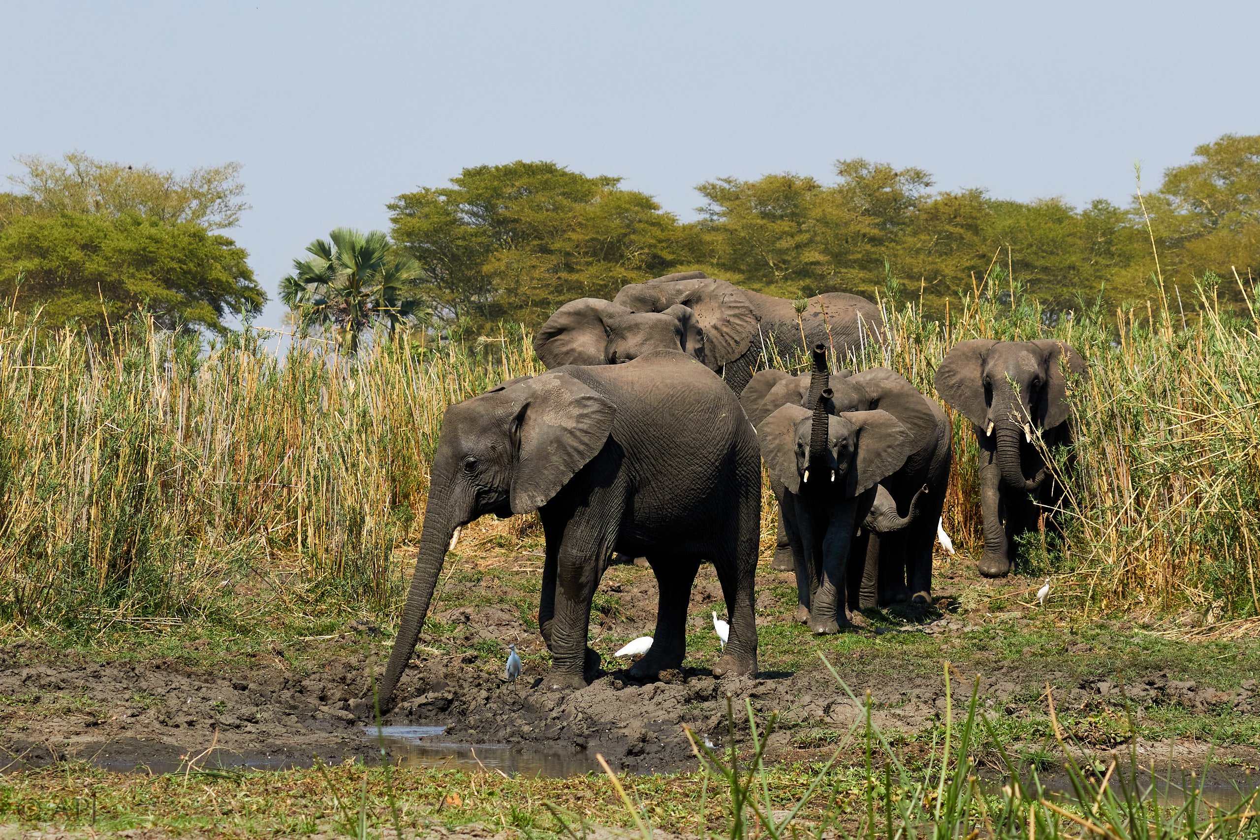 00445 APJ Sambia Malawi 2018 03423