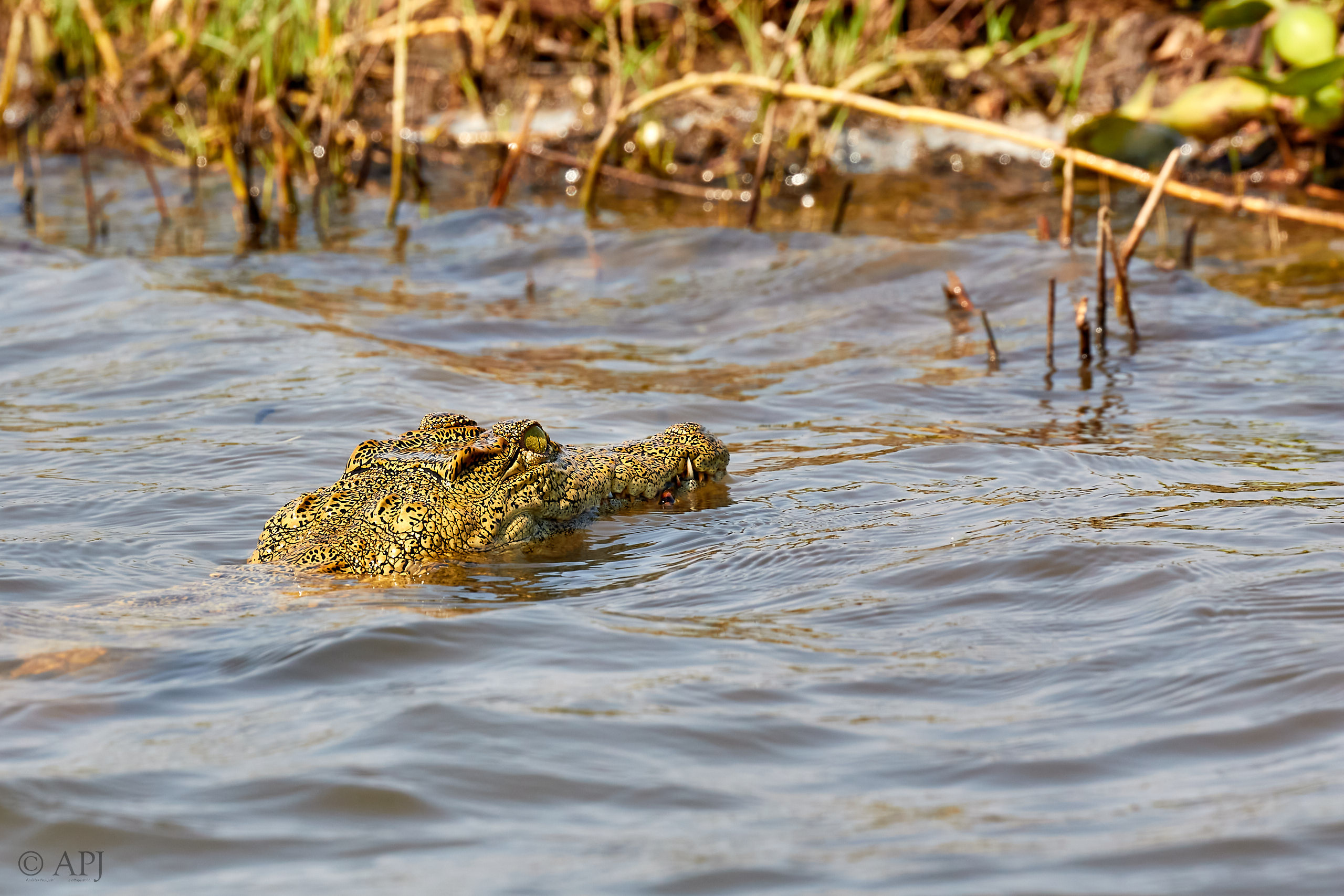 00447 APJ Sambia Malawi 2018 03454