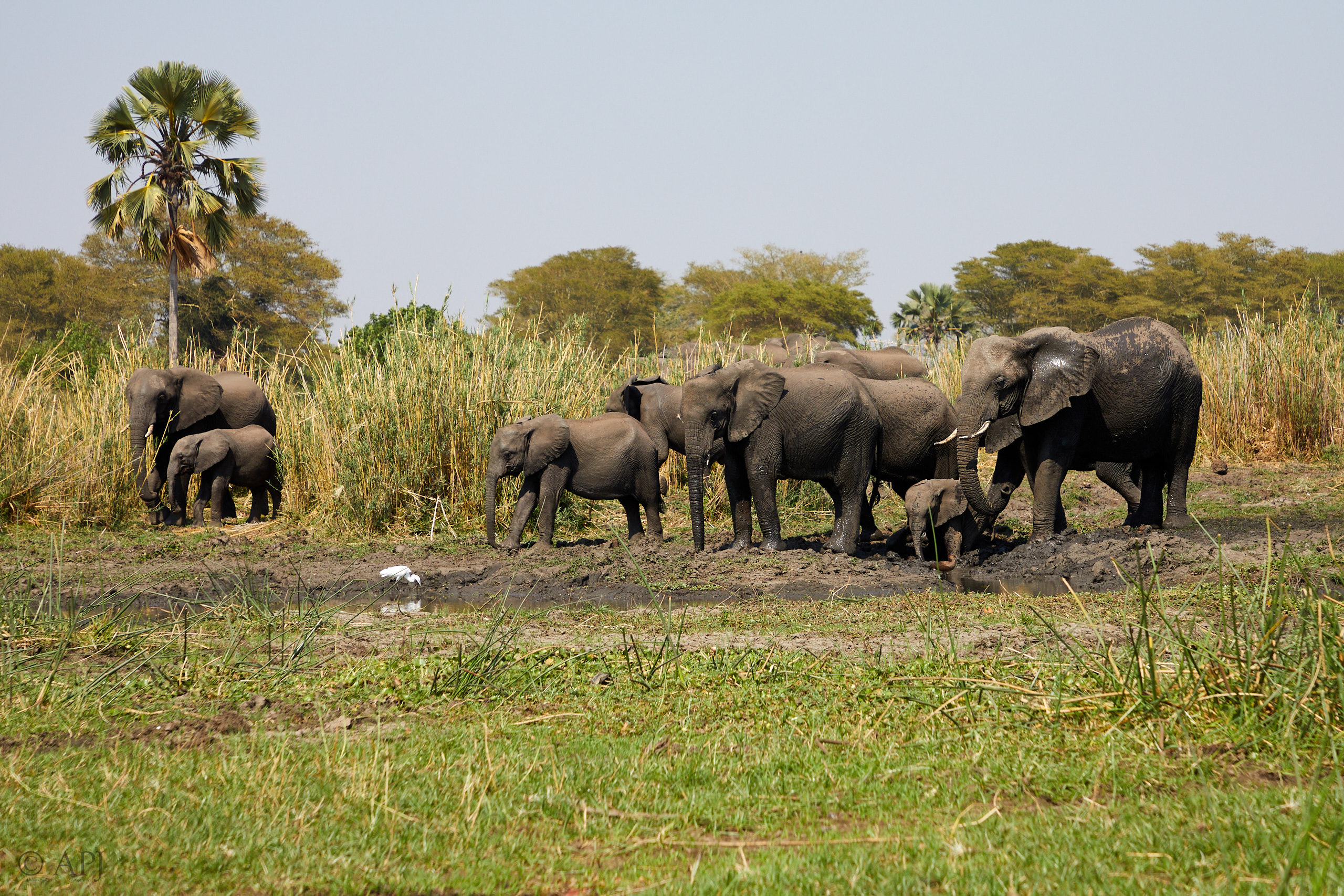 00448 APJ Sambia Malawi 2018 03463