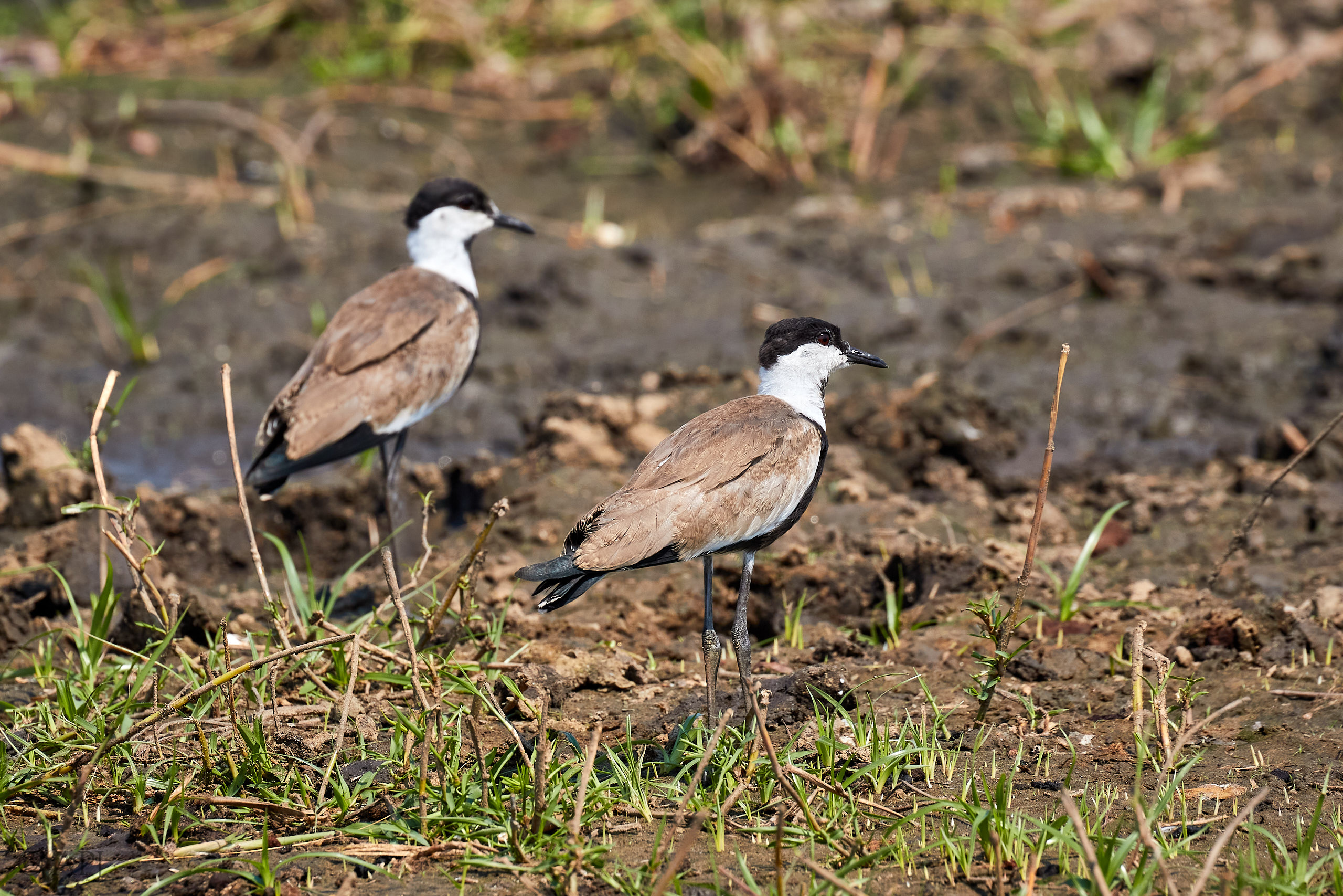 00452 APJ Sambia Malawi 2018 03556