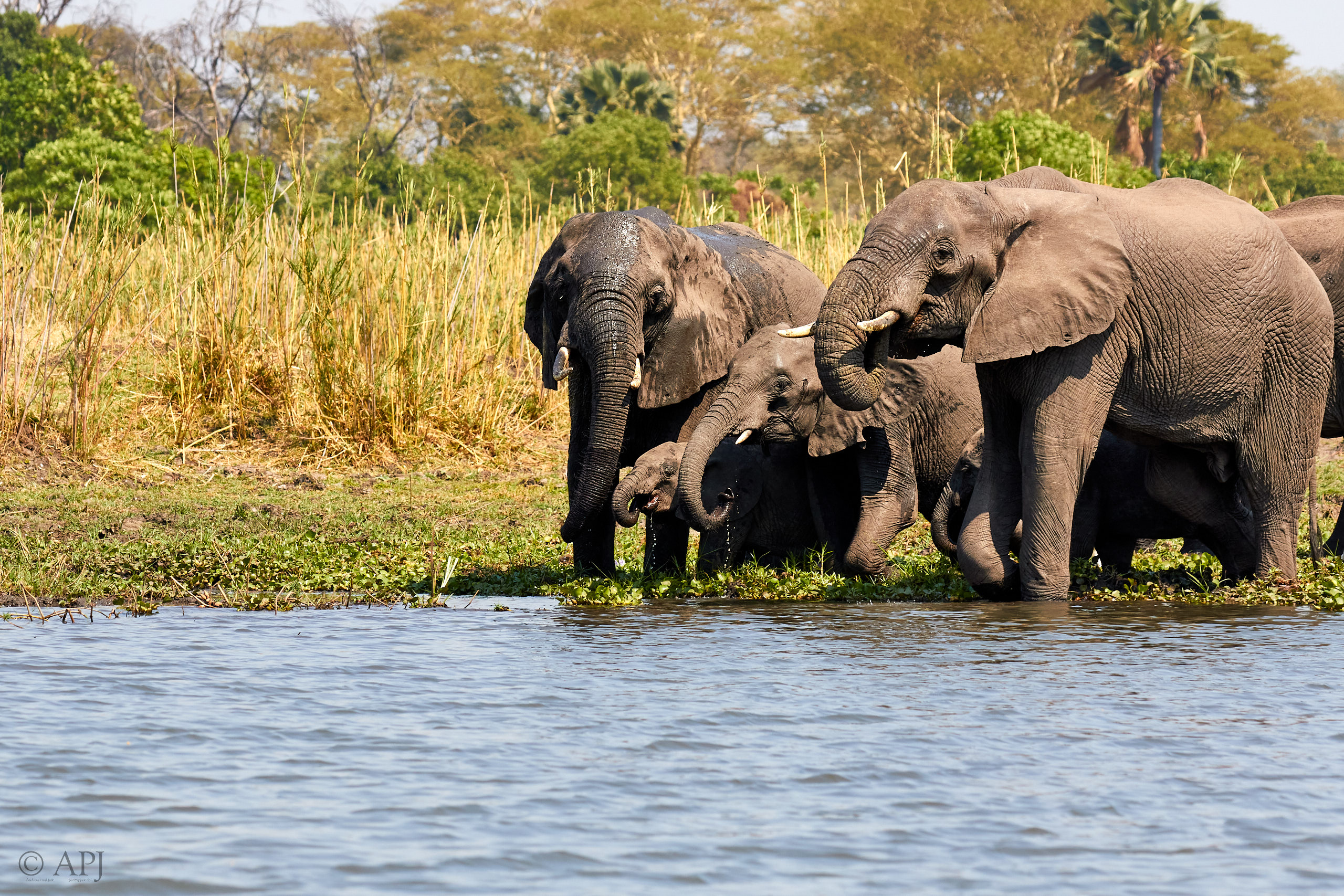 00453 APJ Sambia Malawi 2018 03574