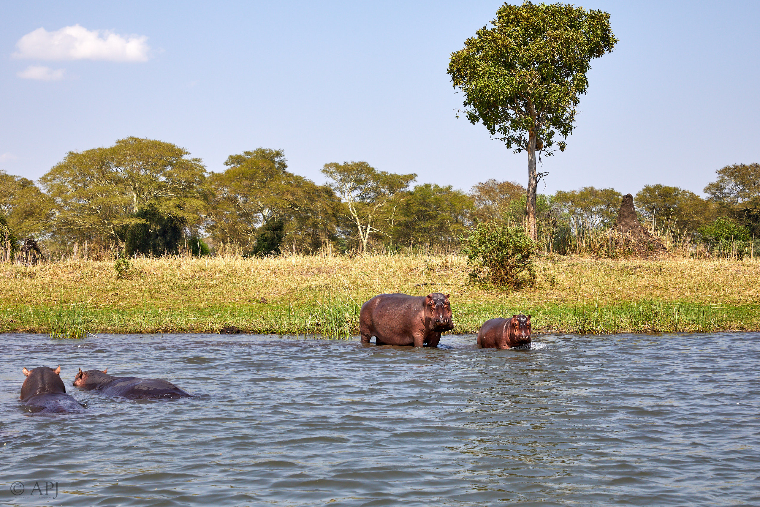 00454 APJ Sambia Malawi 2018 03591