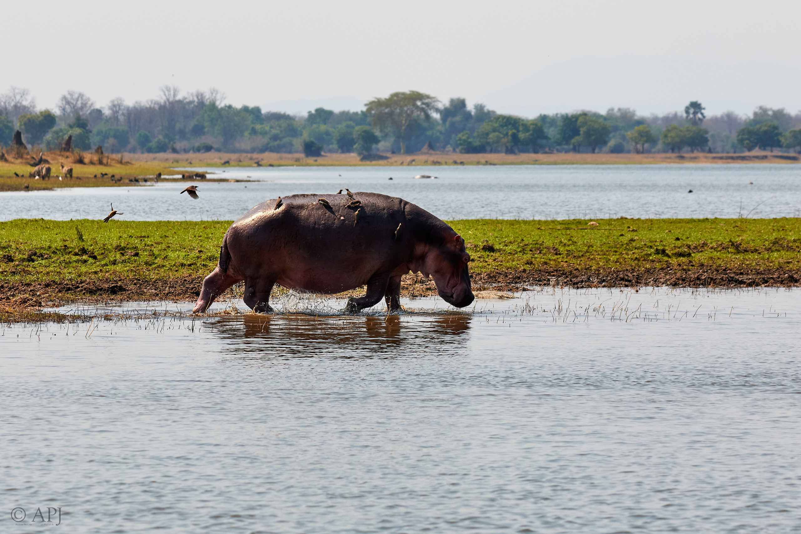 00458 APJ Sambia Malawi 2018 03611