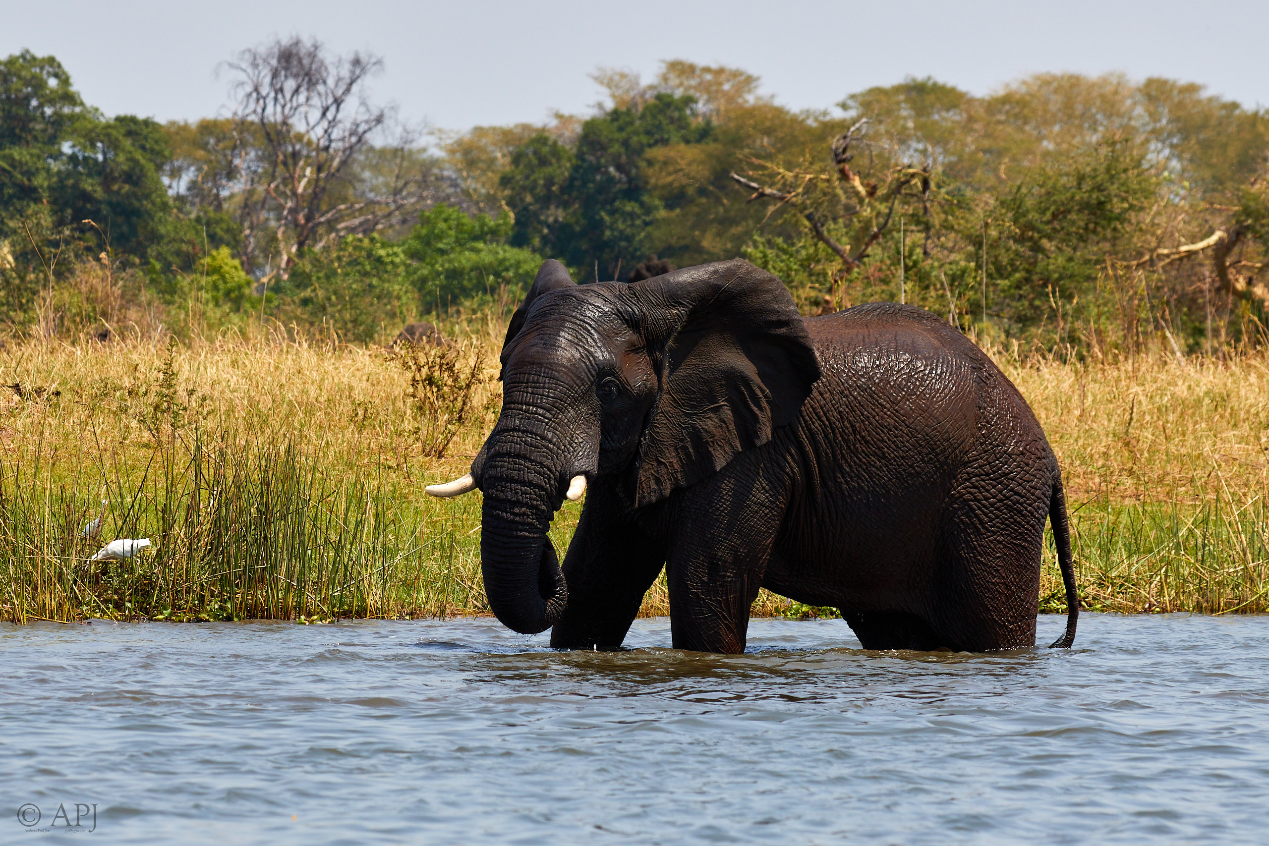 00466 APJ Sambia Malawi 2018 03779