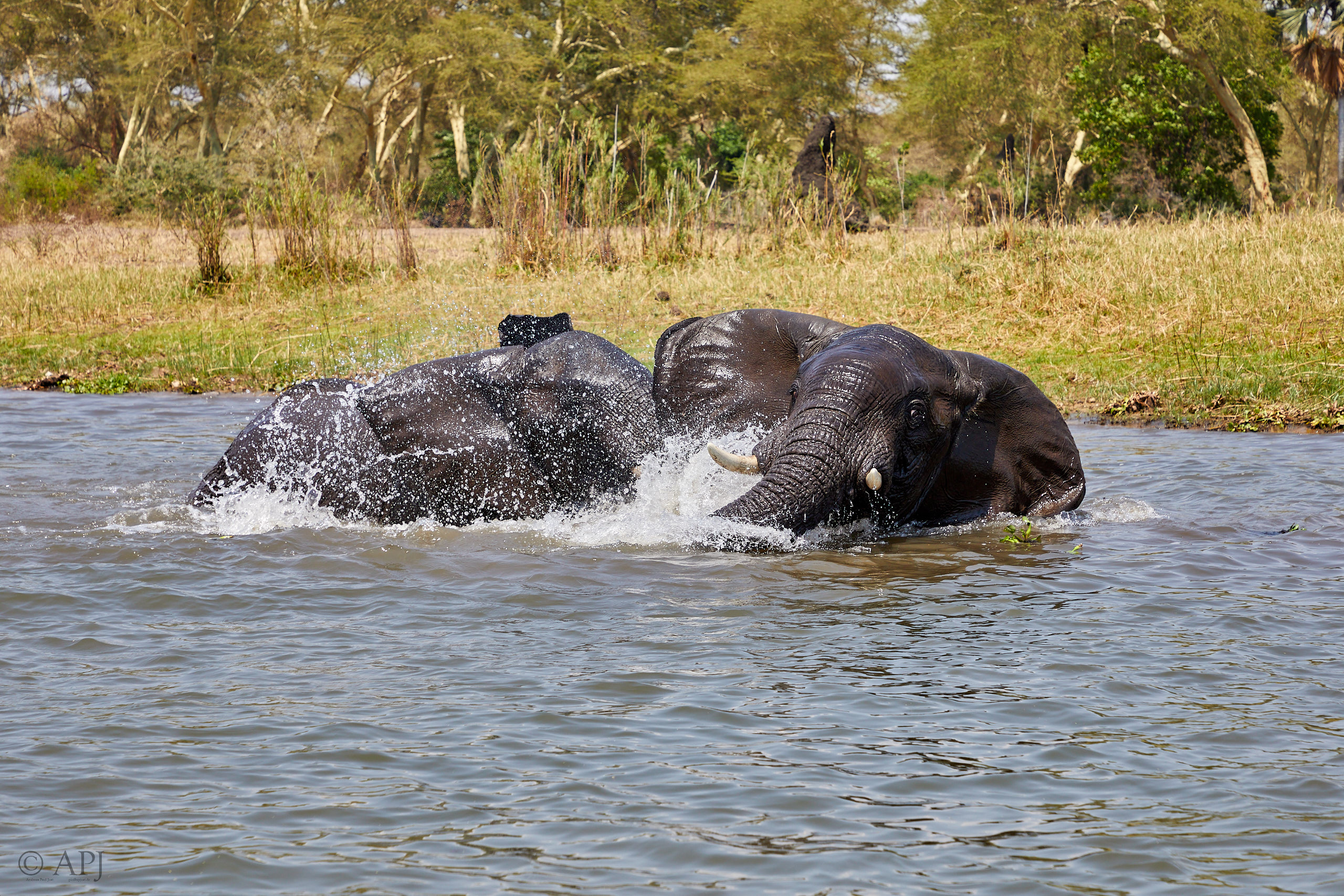 00468 APJ Sambia Malawi 2018 03813