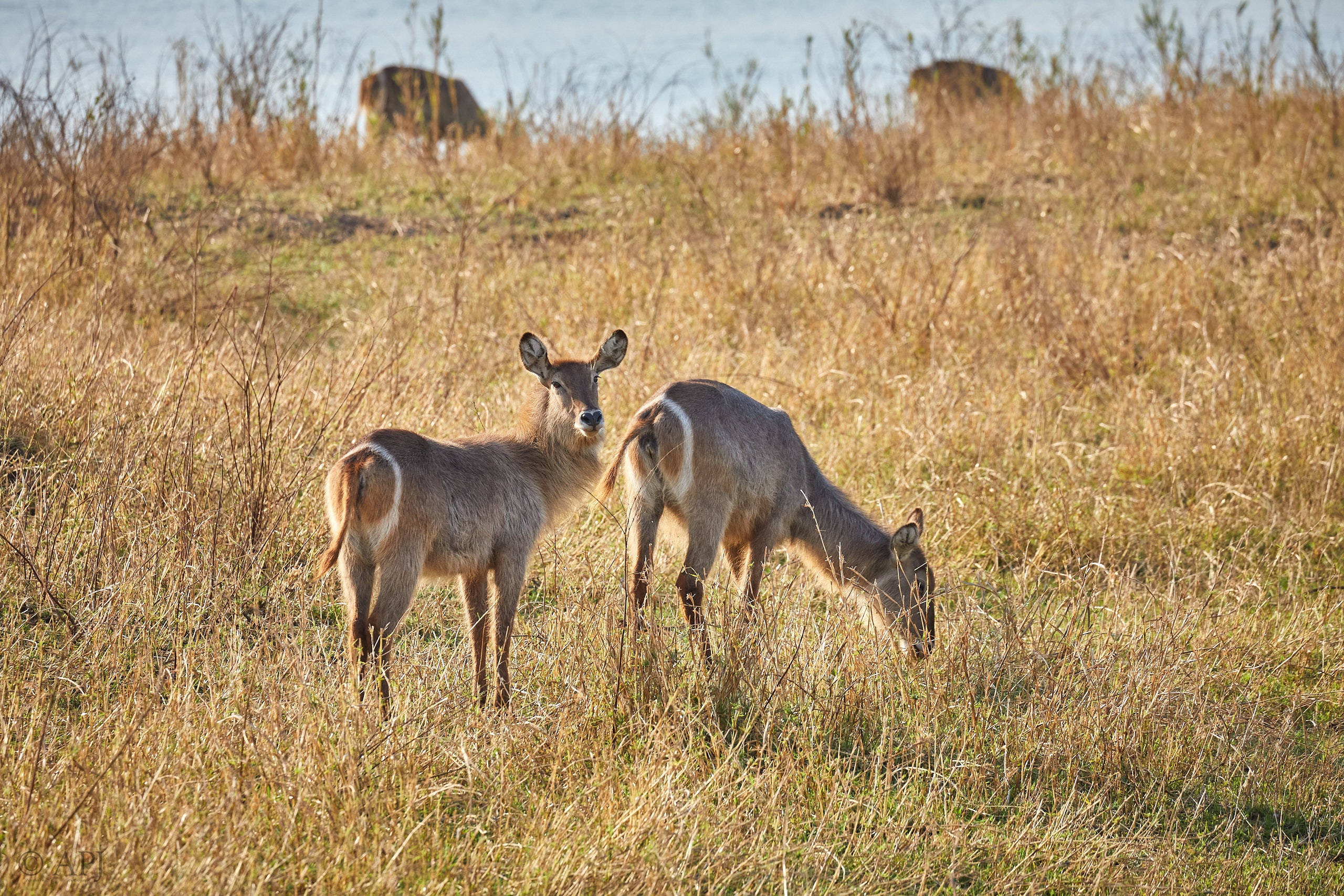 00472 APJ Sambia Malawi 2018 03866