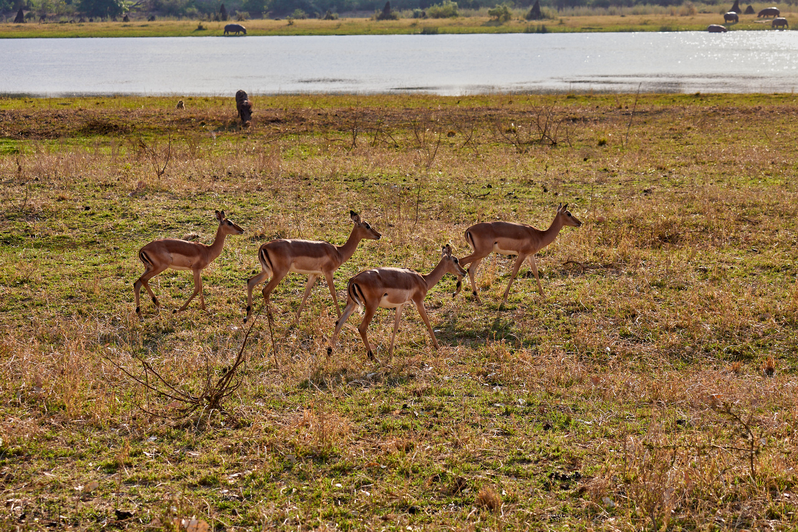 00473 APJ Sambia Malawi 2018 03871