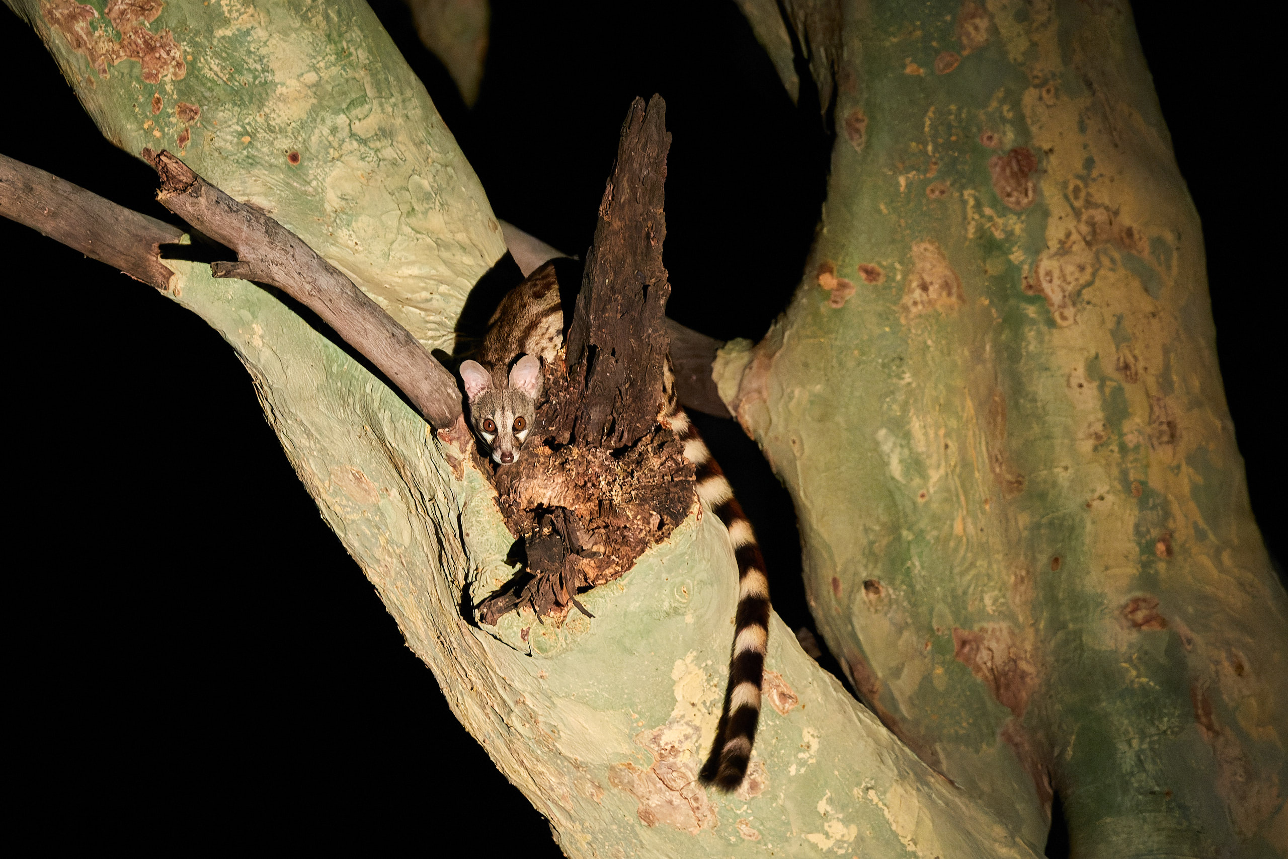 00483 APJ Sambia Malawi 2018 03935