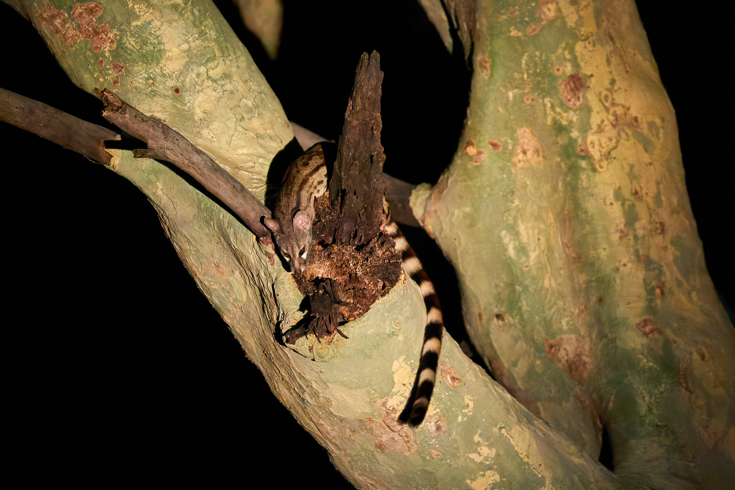 00484 APJ Sambia Malawi 2018 03947