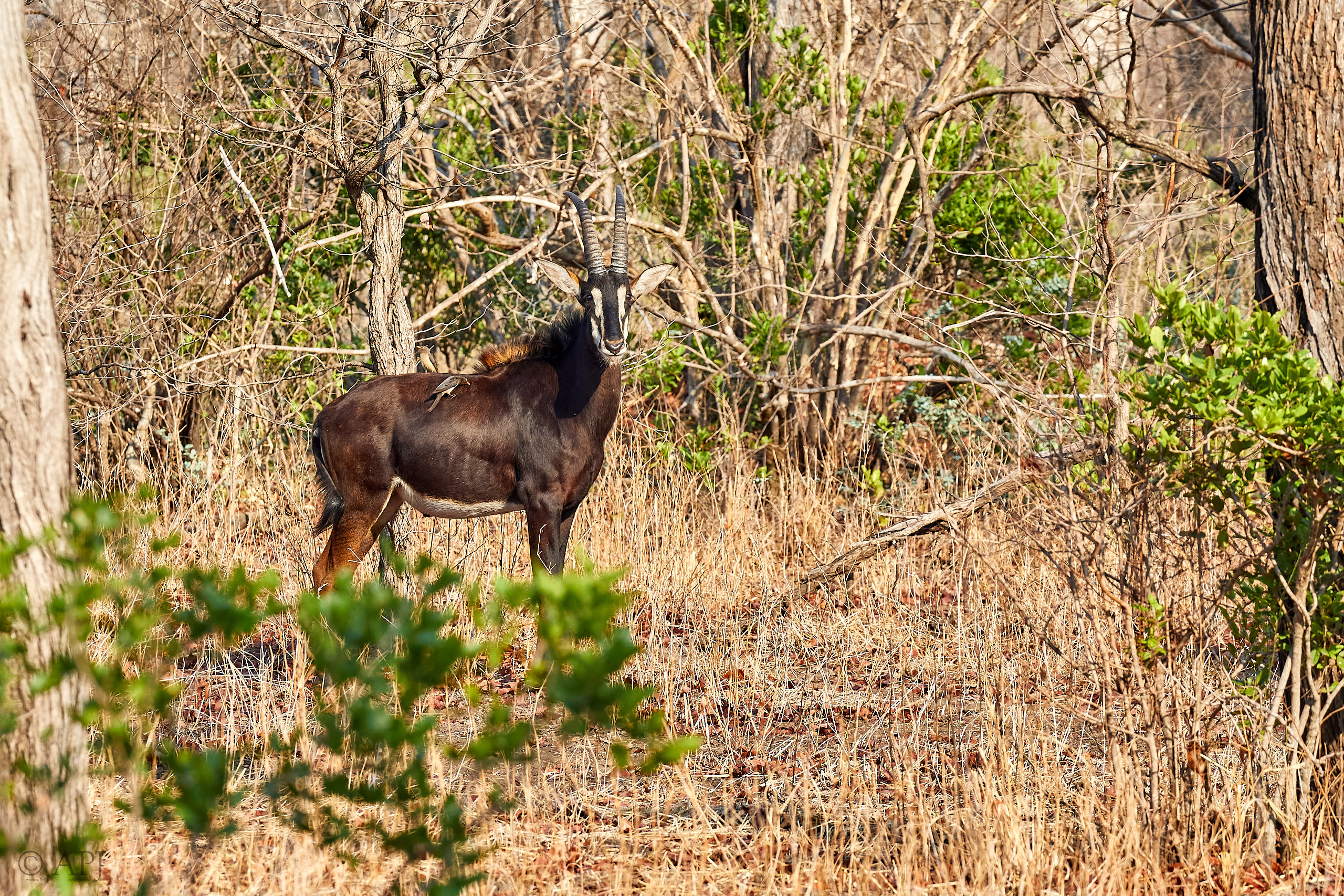 00485 APJ Sambia Malawi 2018 03955
