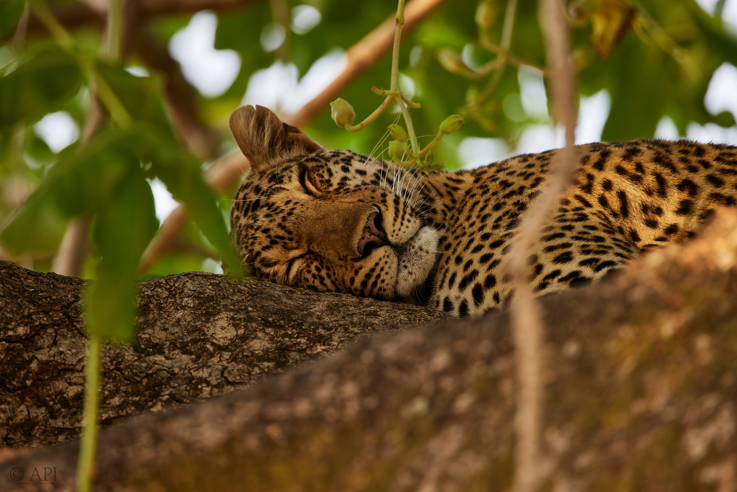 00141 APJ  A7A7262 CR3D