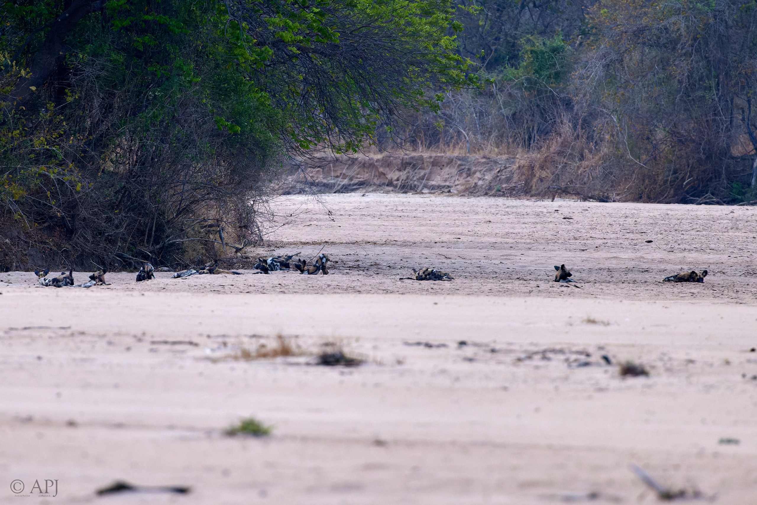 00150 APJ  A7A7410 CR3D