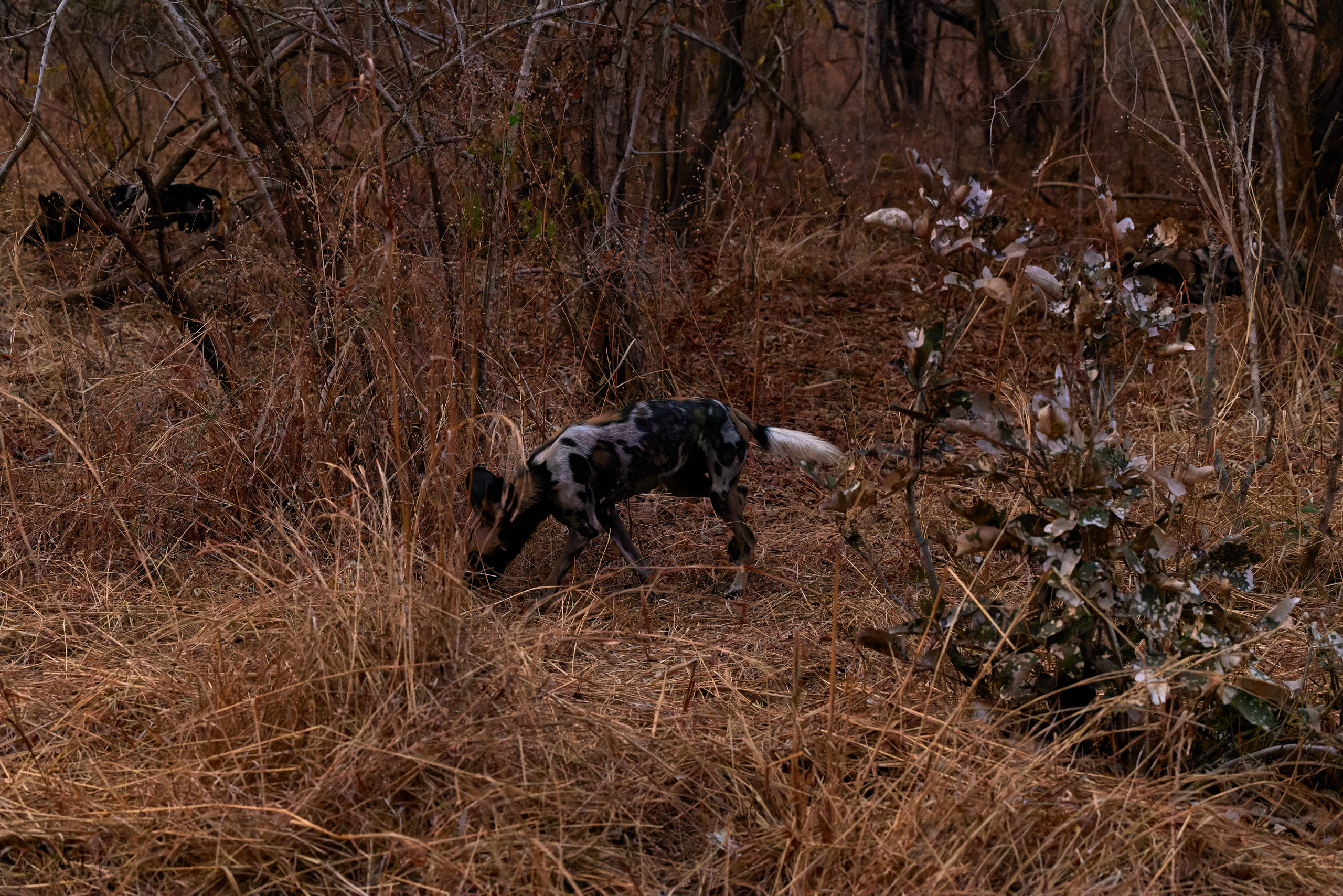 00152 APJ  59A8987 CR3D