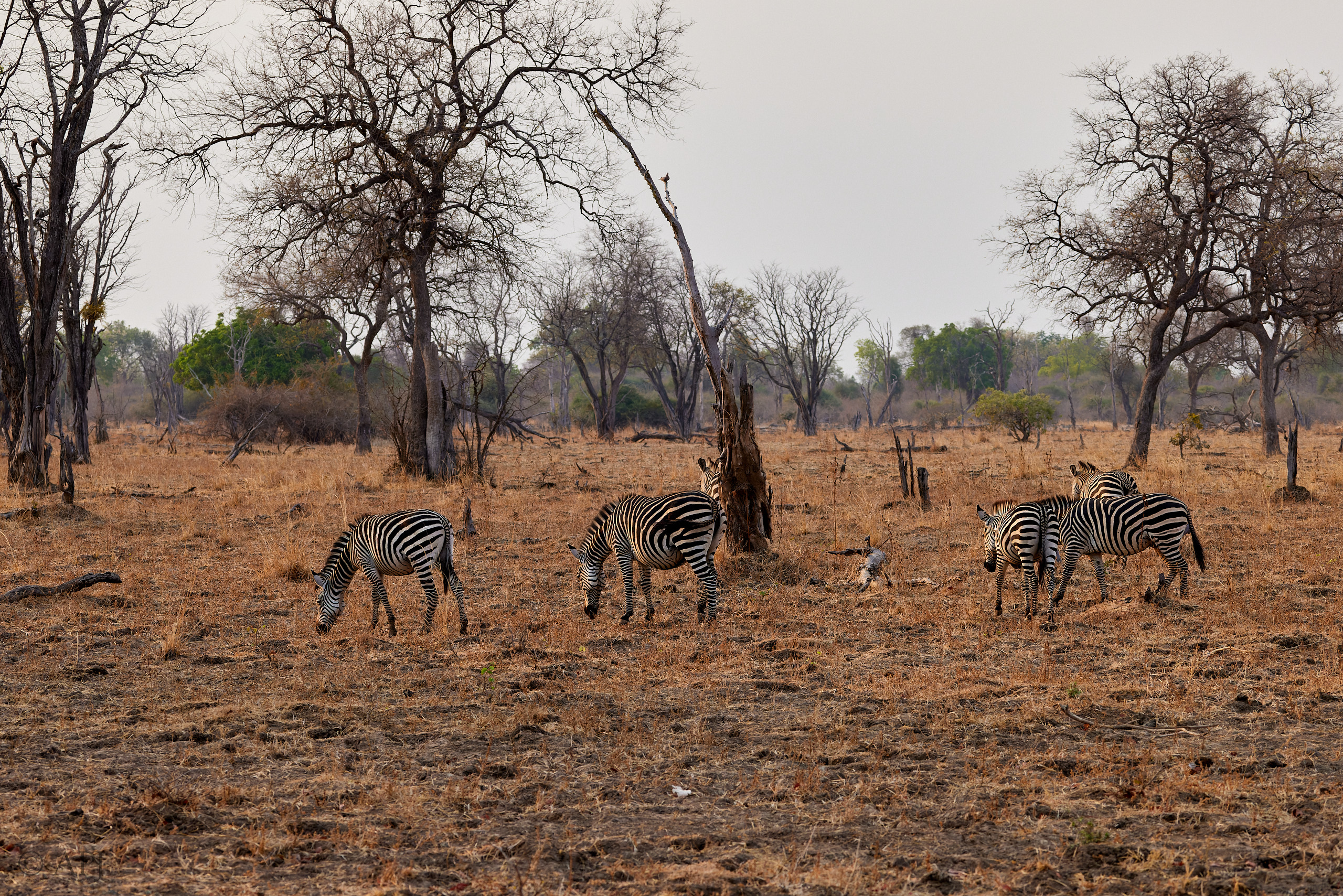 00170 APJ  A7A7590 CR3D