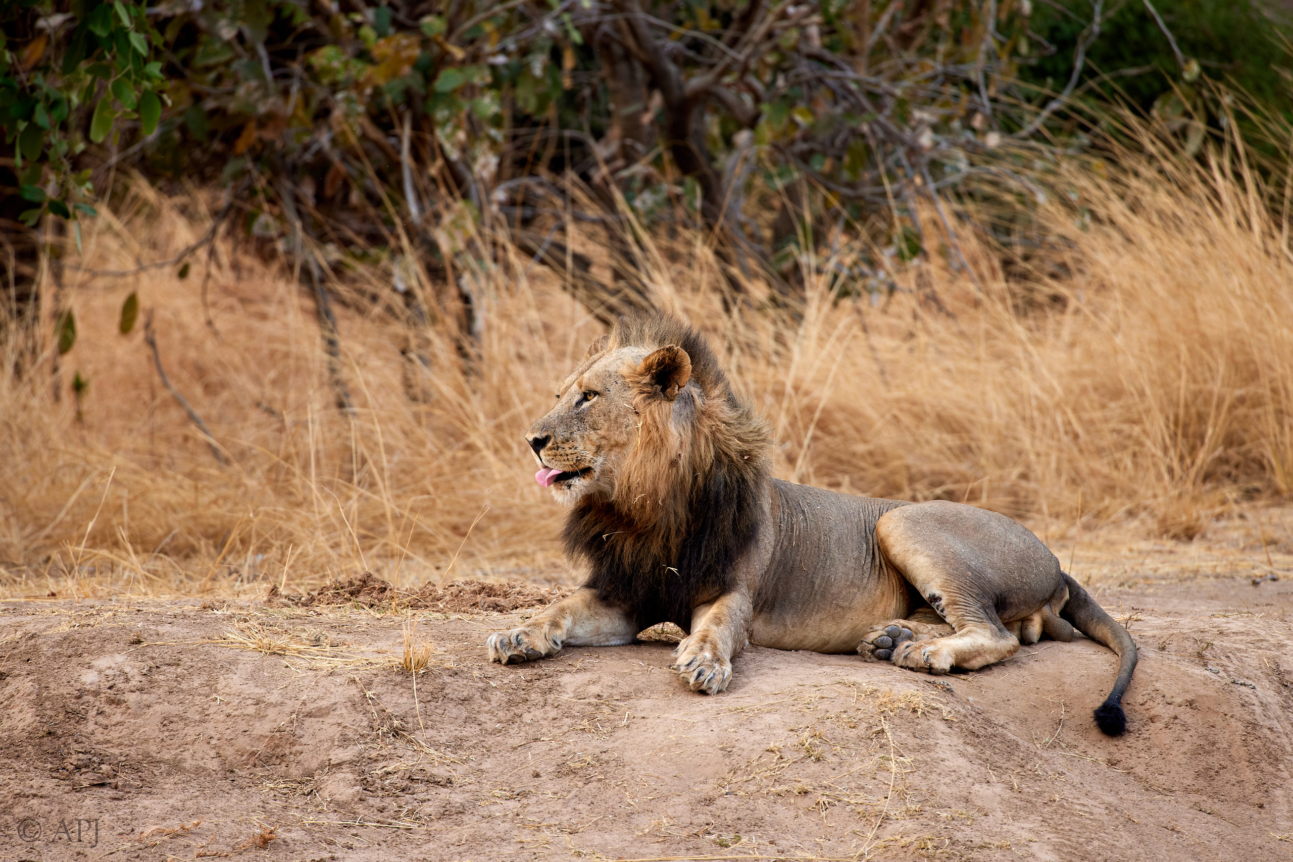 00174 APJ  A7A7667 CR3D