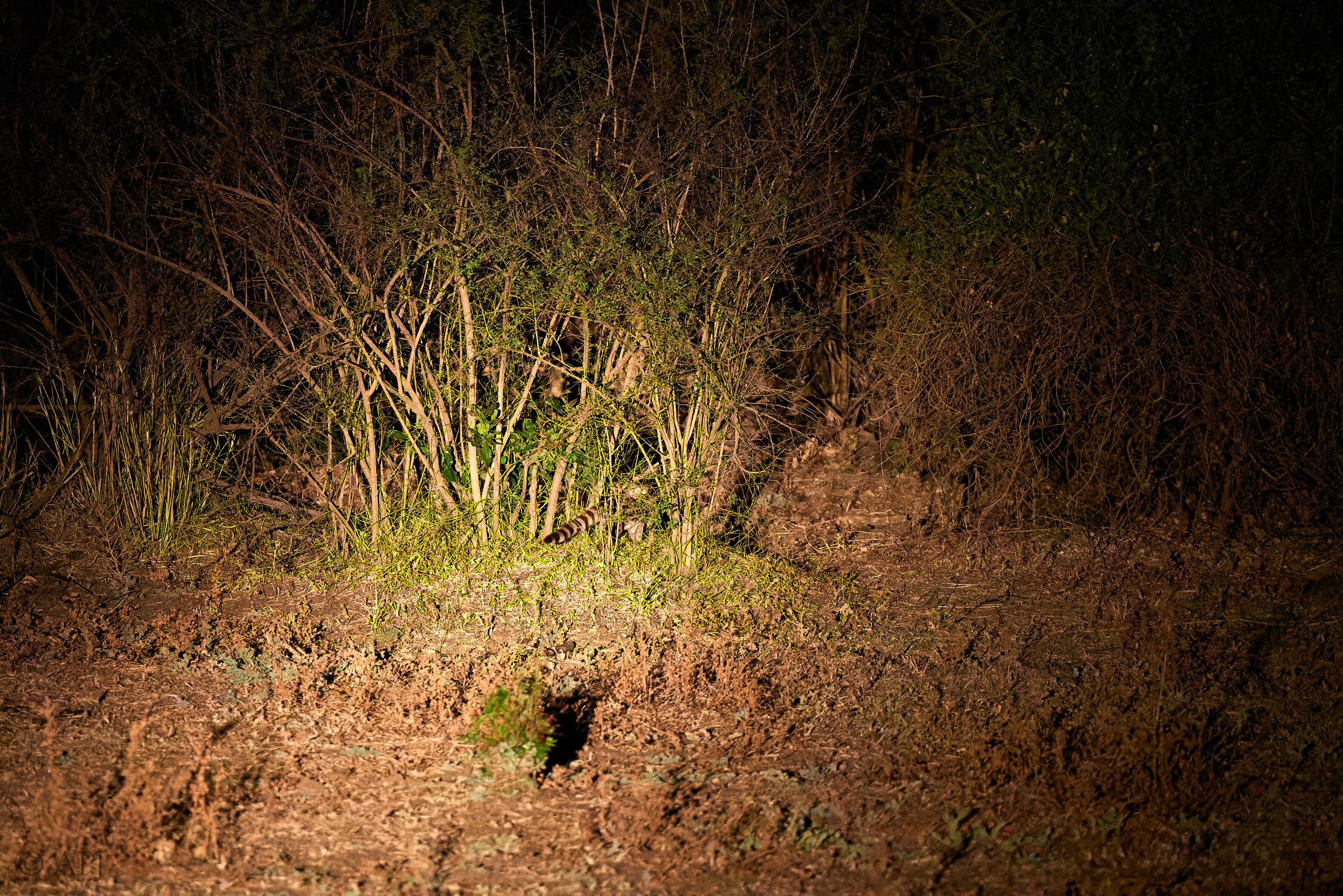 00178 APJ  A7A7708 CR3D