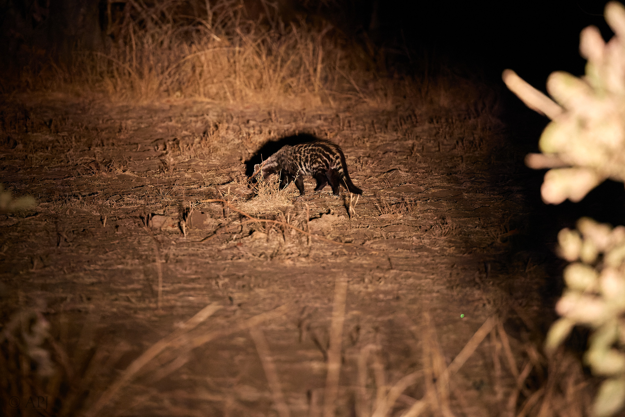 00179 APJ  A7A7711 CR3D