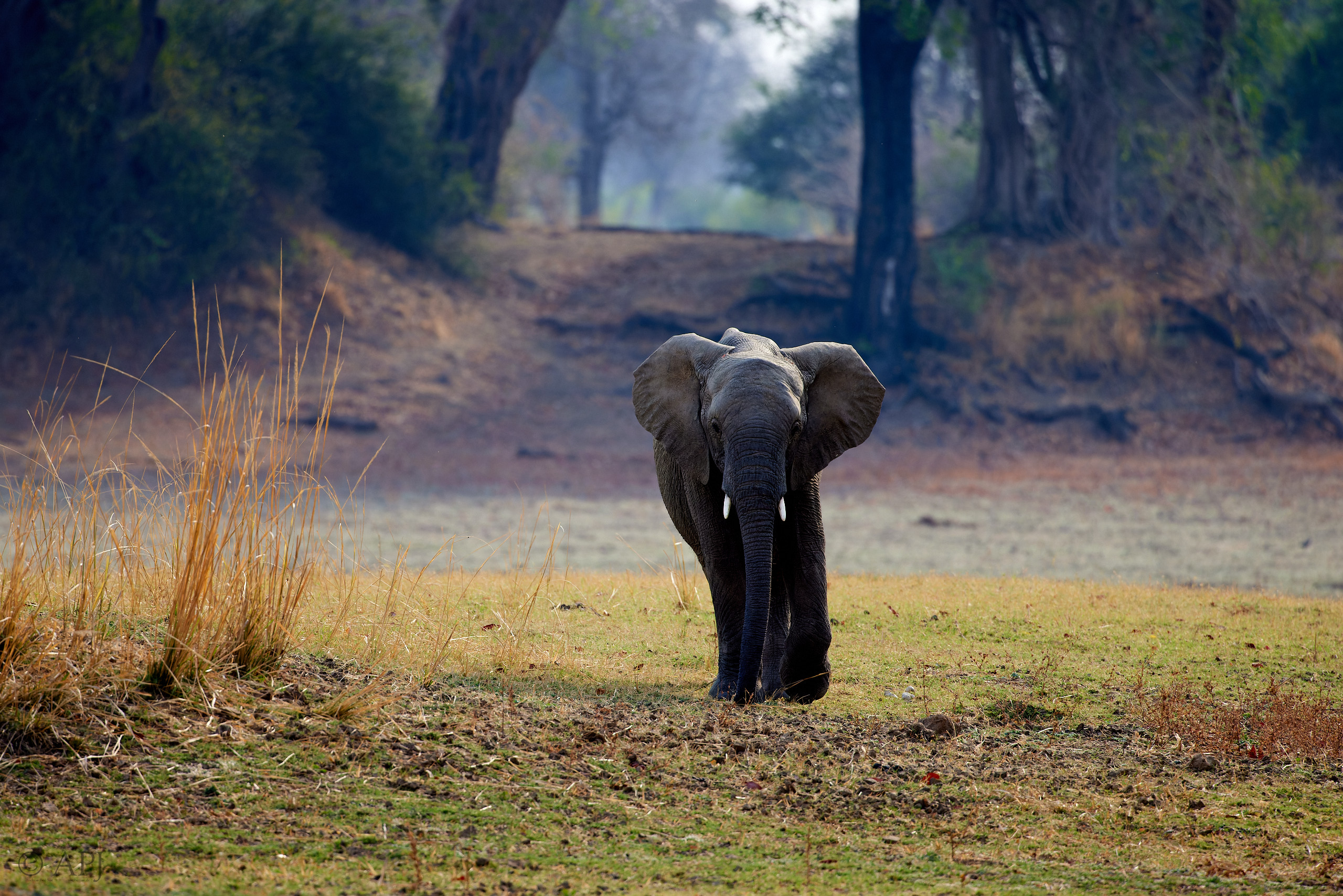 00191 APJ  A7A7876 CR3D