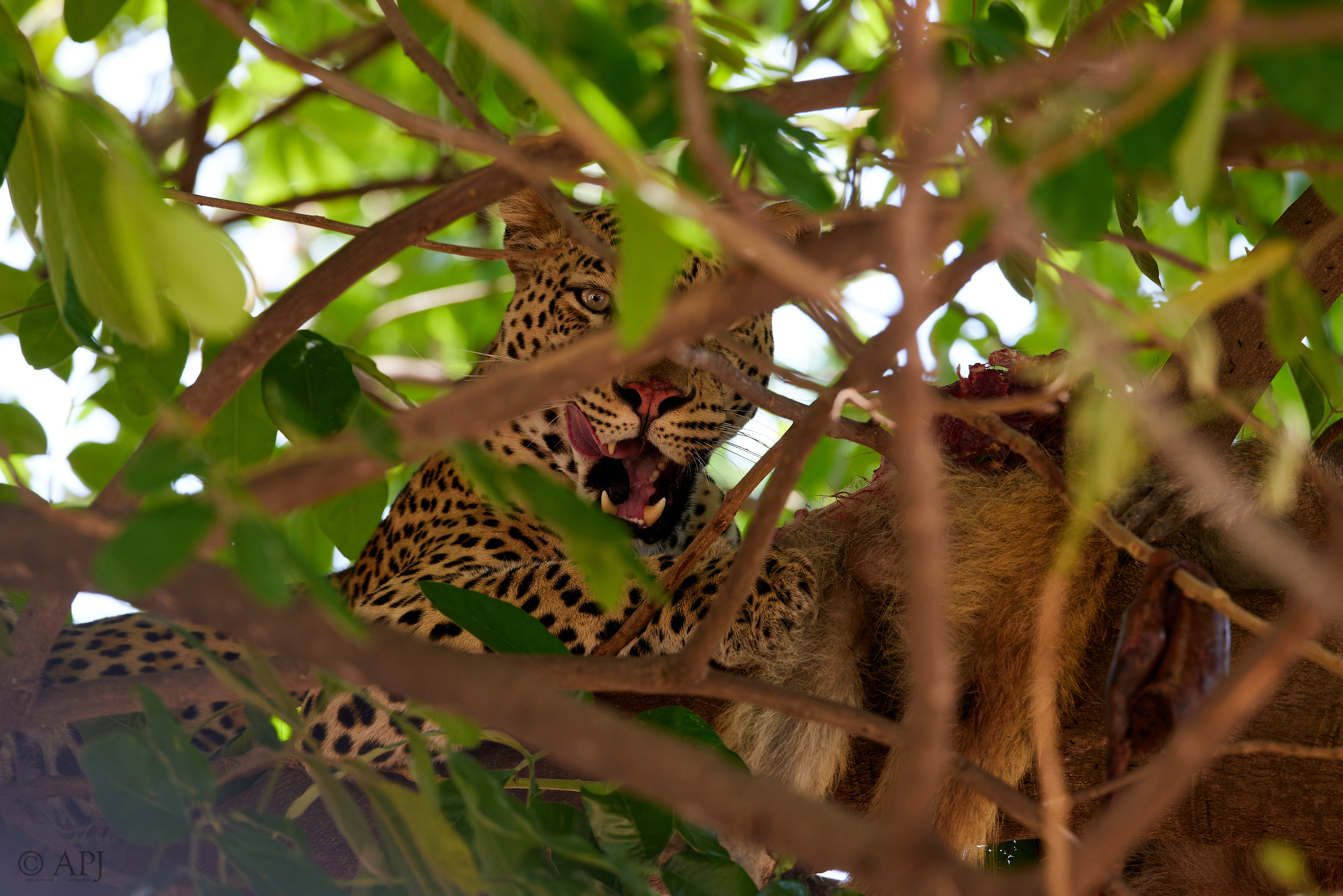 00231 APJ  A7A8426 CR3D