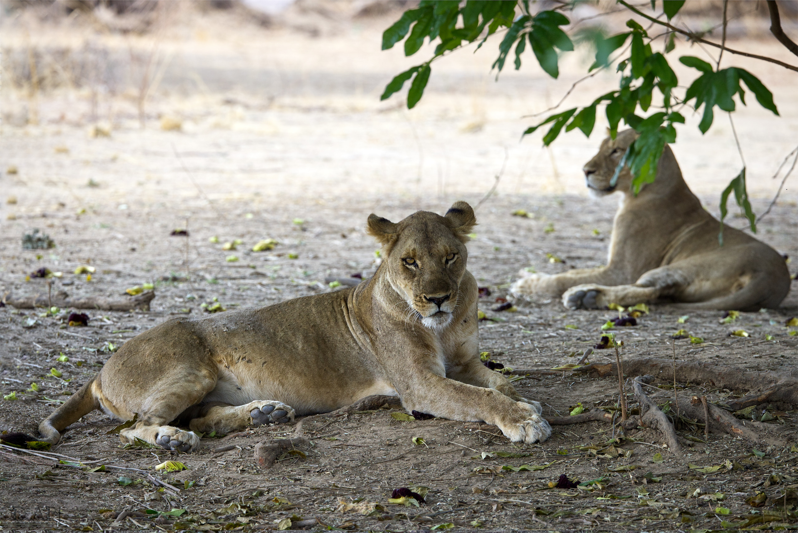 00249 APJ  A7A8672 aphoto