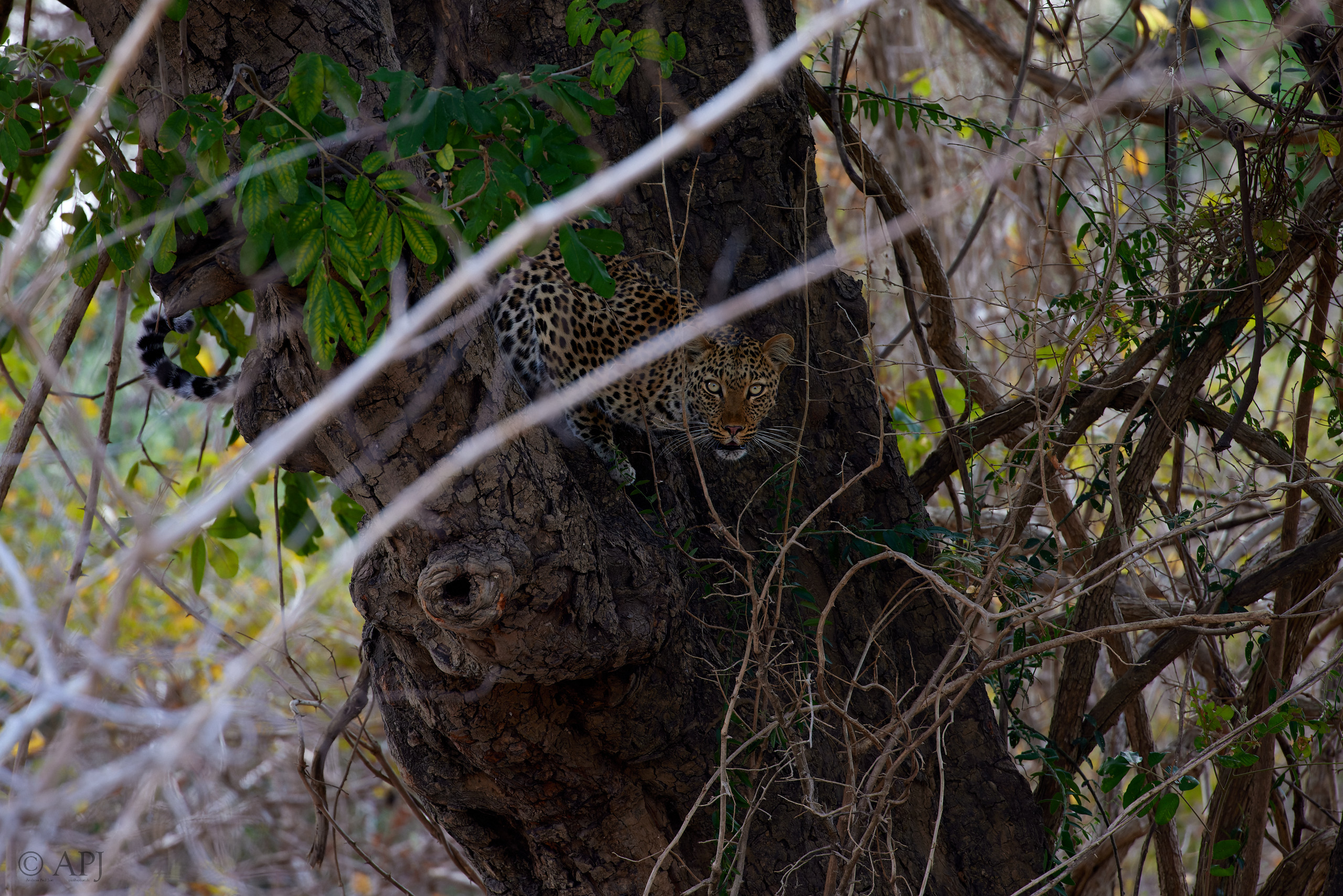 00252 APJ  A7A8714 CR3D