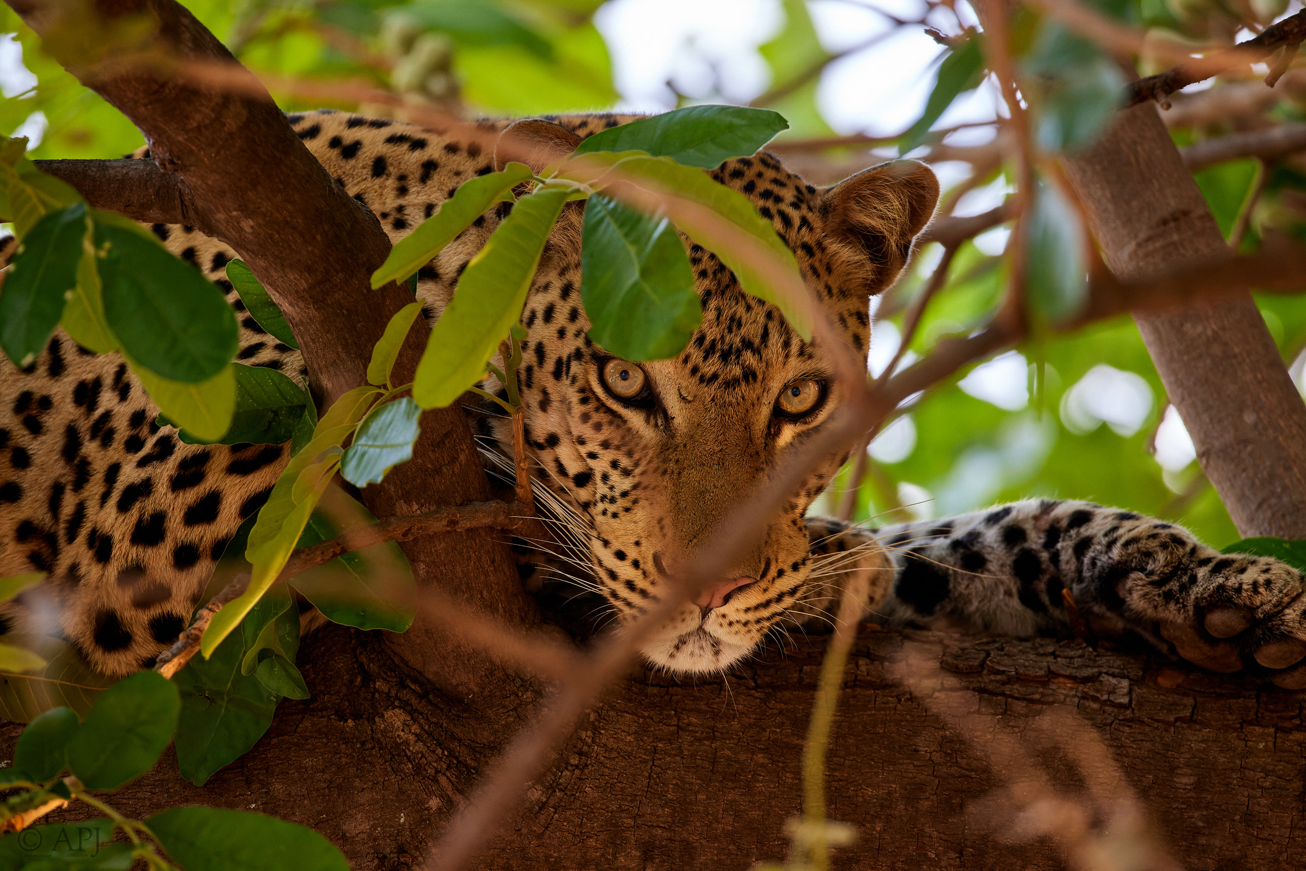 00260 APJ  A7A8940 CR3D