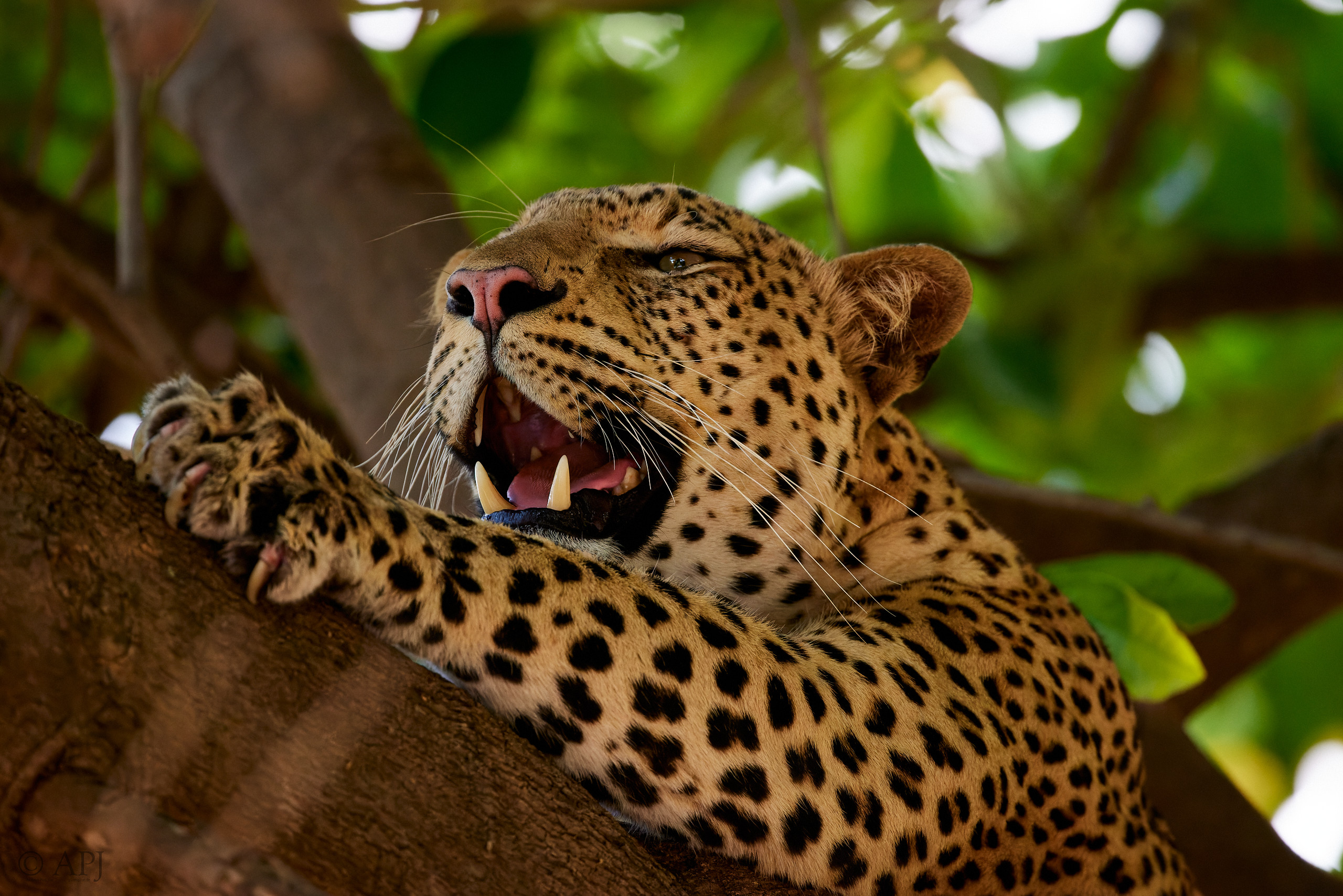 00264 APJ  A7A9017 CR3D