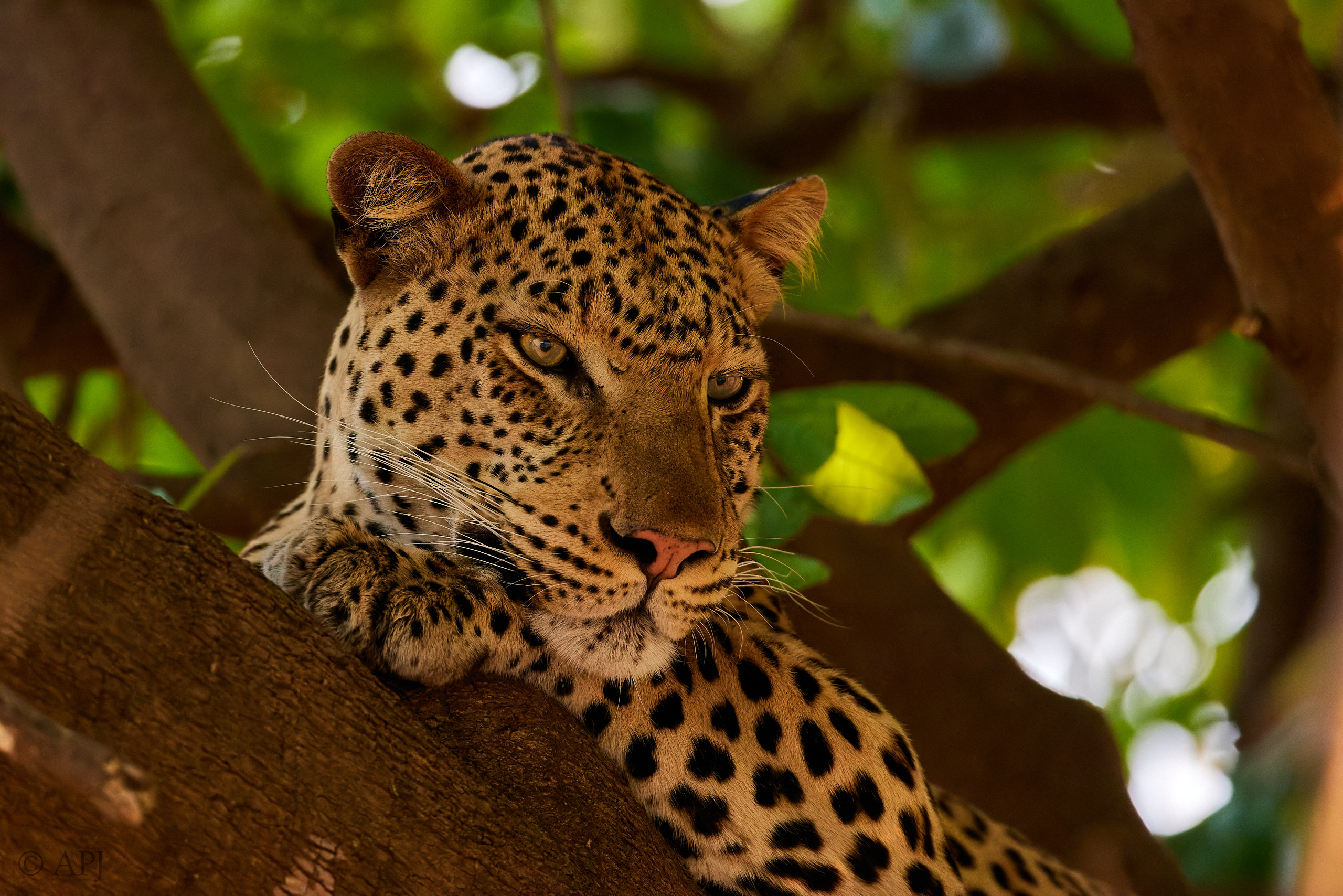 00265 APJ  A7A9037 CR3D