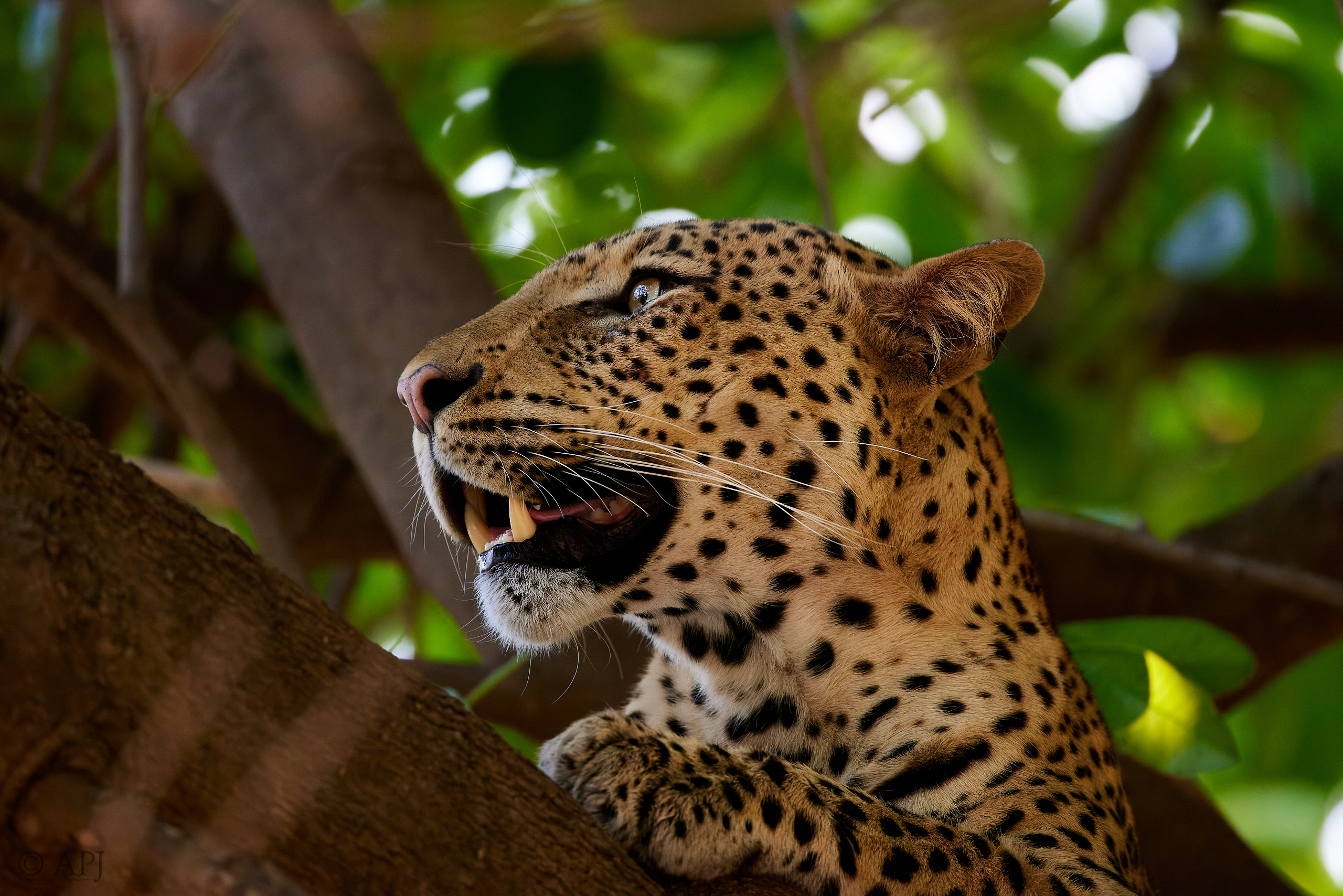 00267 APJ  A7A9096 CR3D