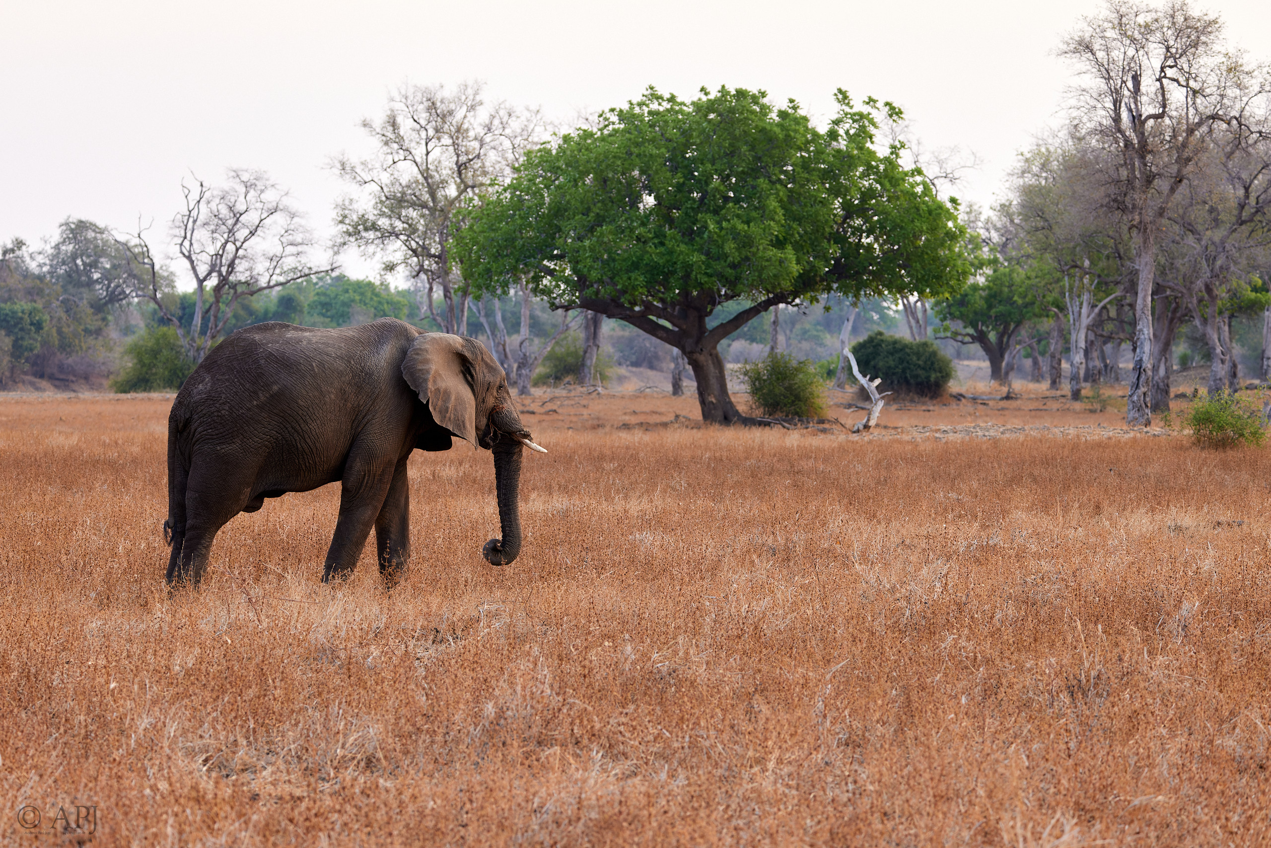 00269 APJ  A7A9145 CR3D