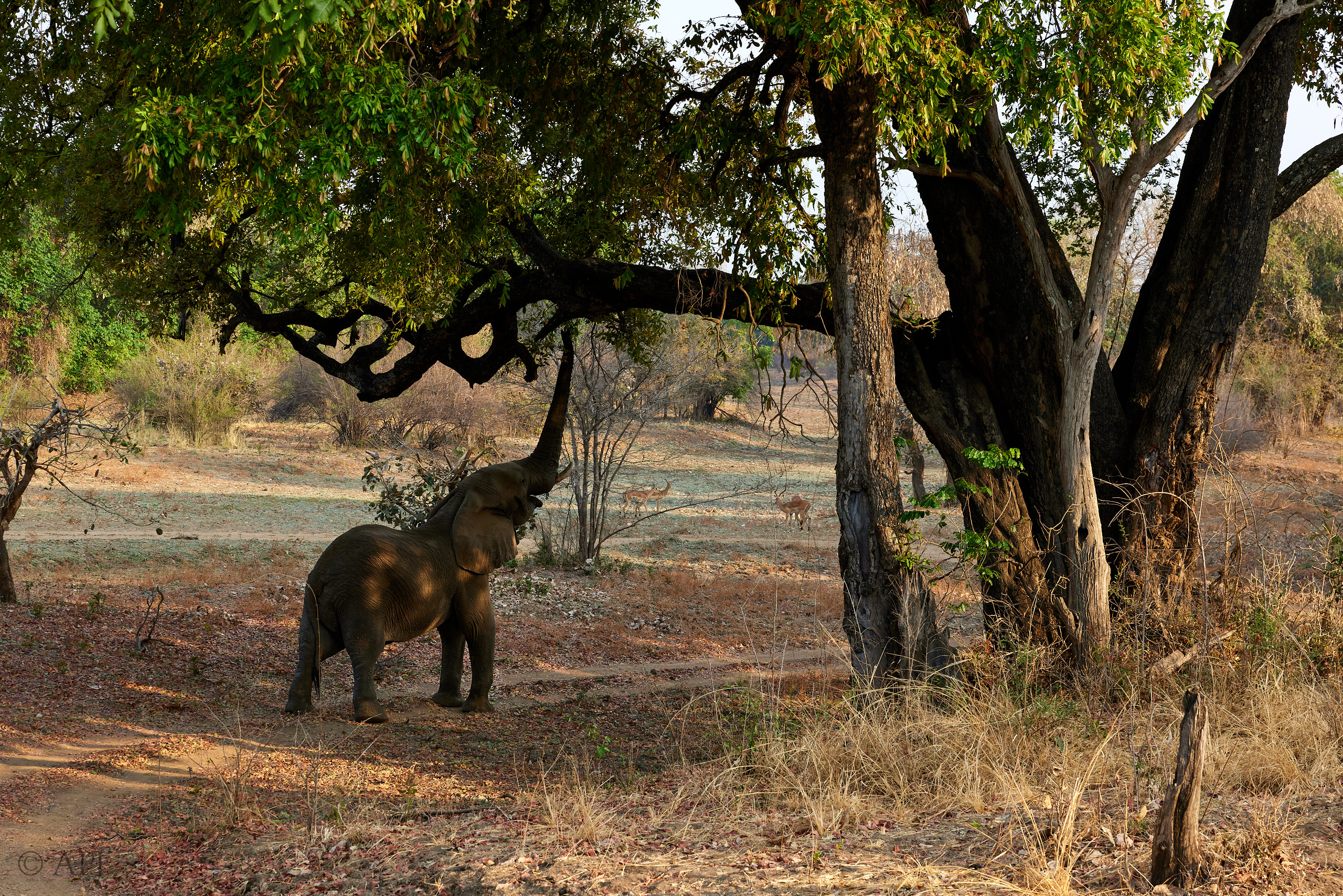 00275 APJ  59A9218 CR3D