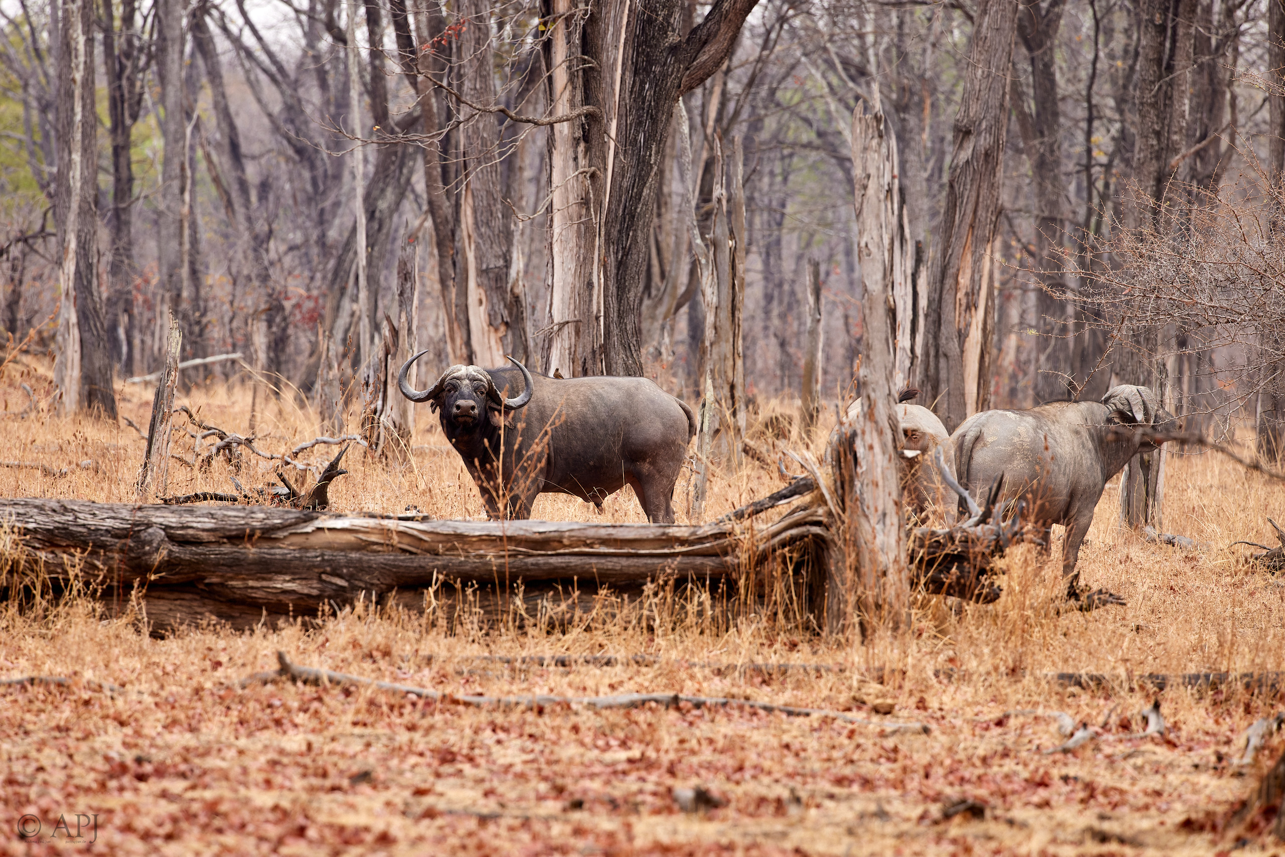 00332 APJ  A7A9670 CR3D