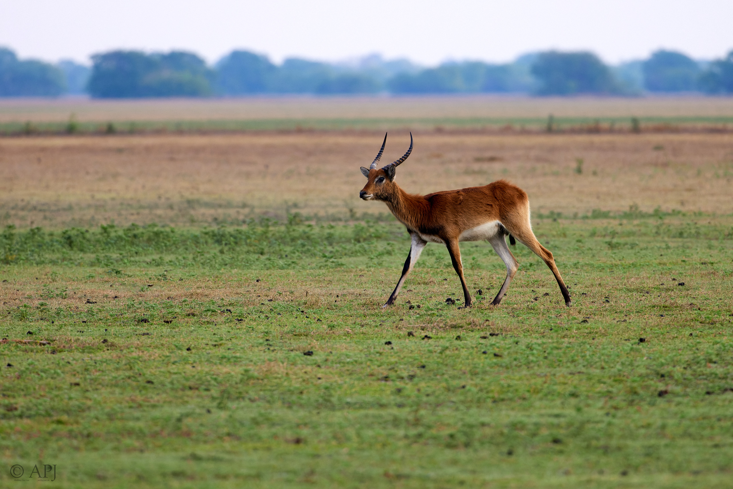 00390 APJ  A7A9846 CR3D