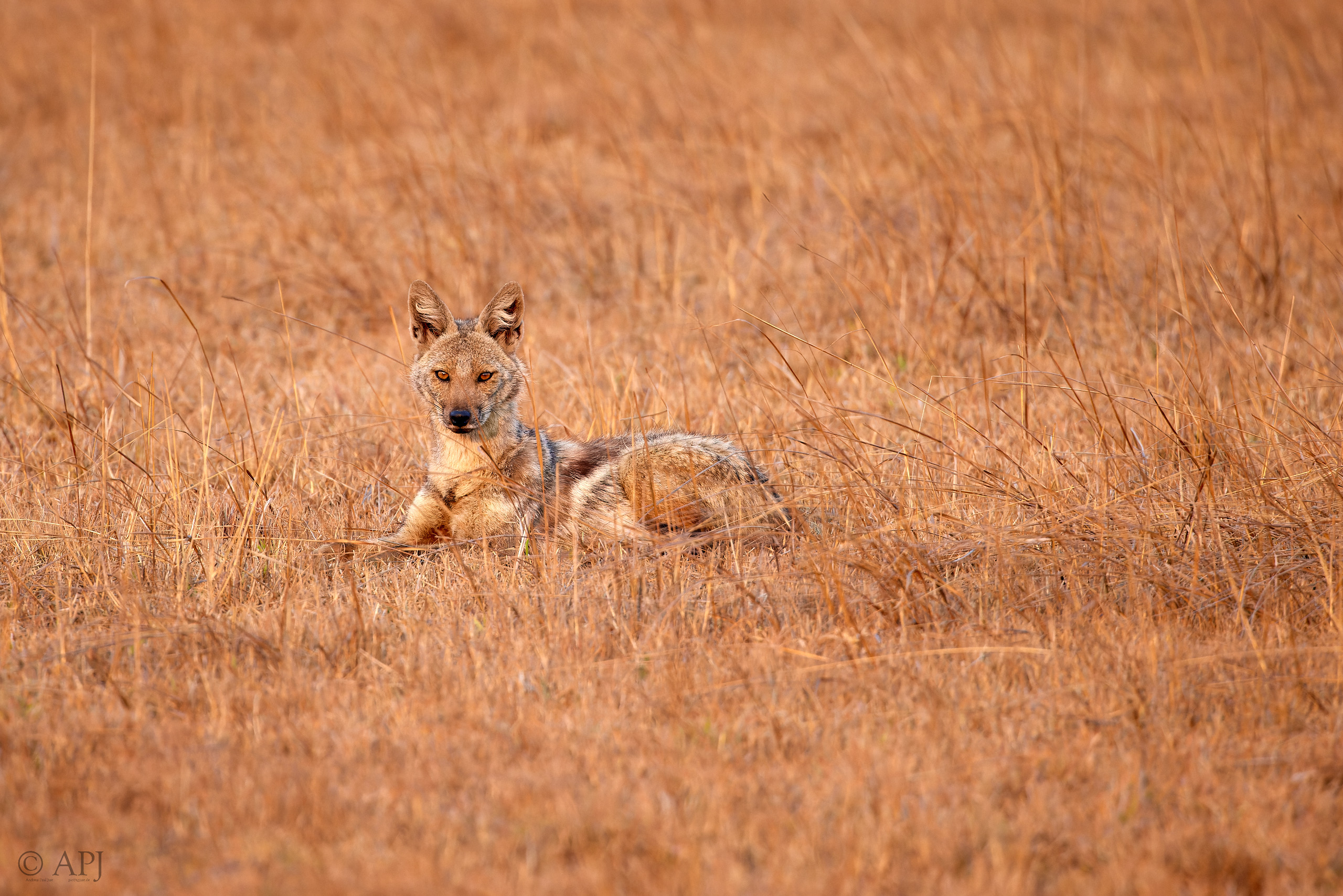 00391 APJ  A7A9889 CR3D