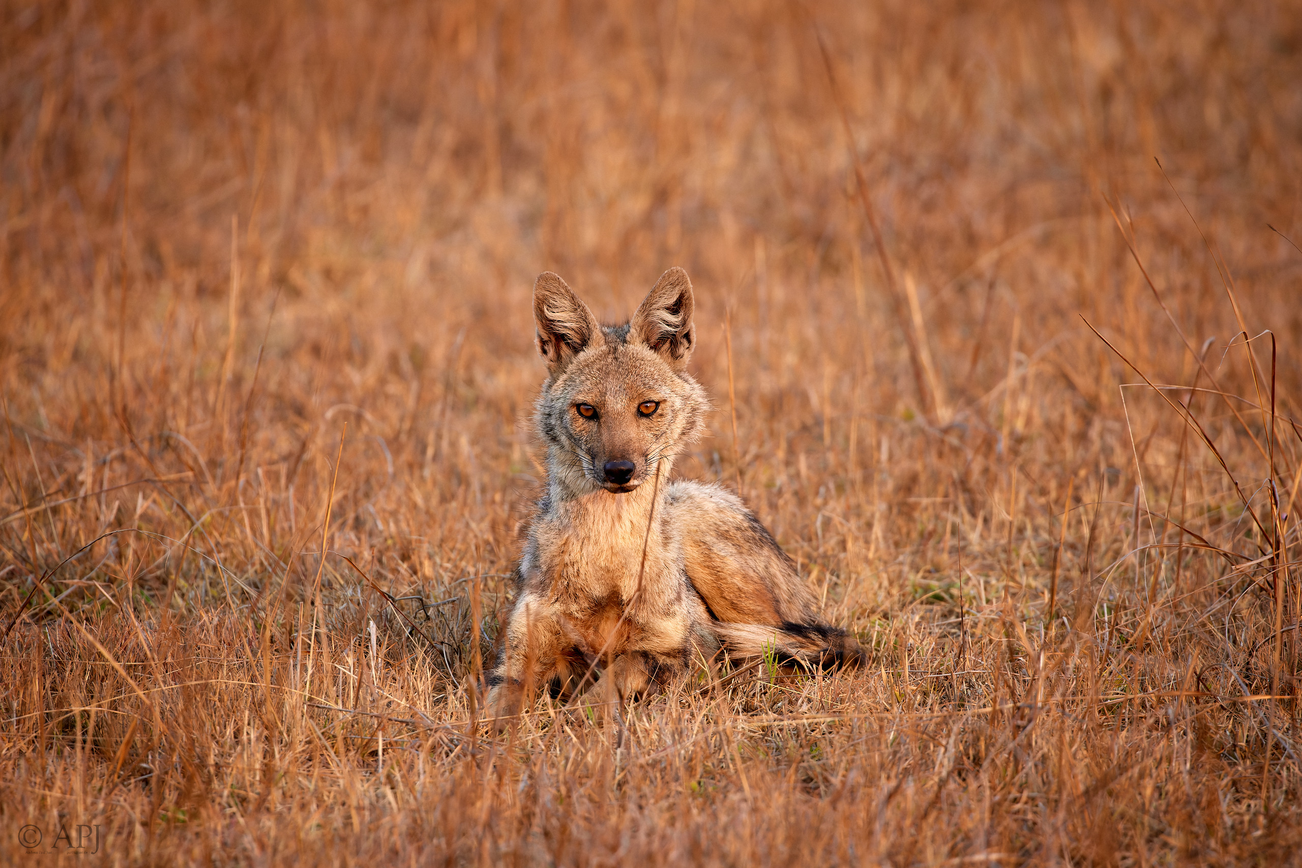 00392 APJ  A7A9904 CR3D