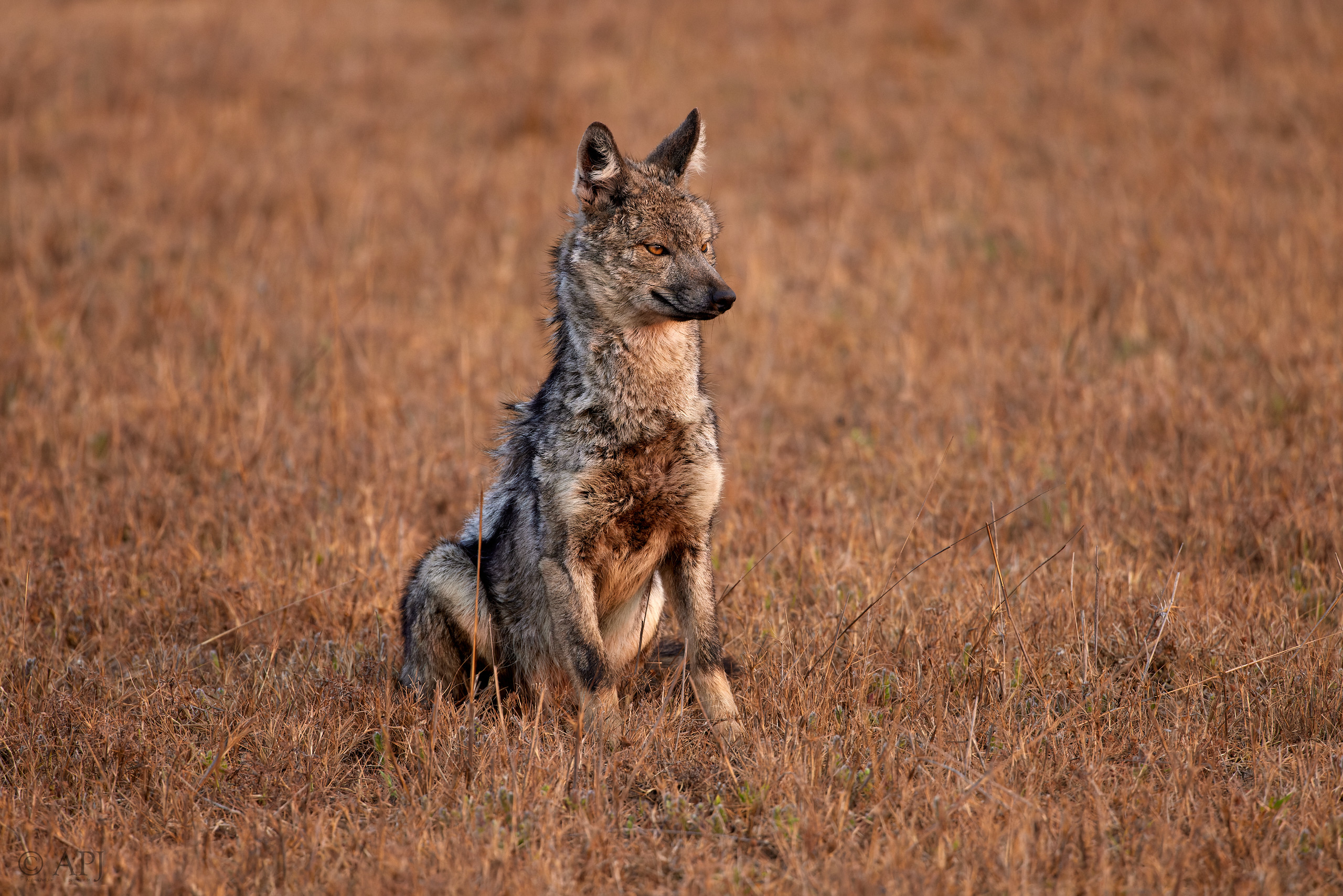 00395 APJ  A7A9945 CR3D