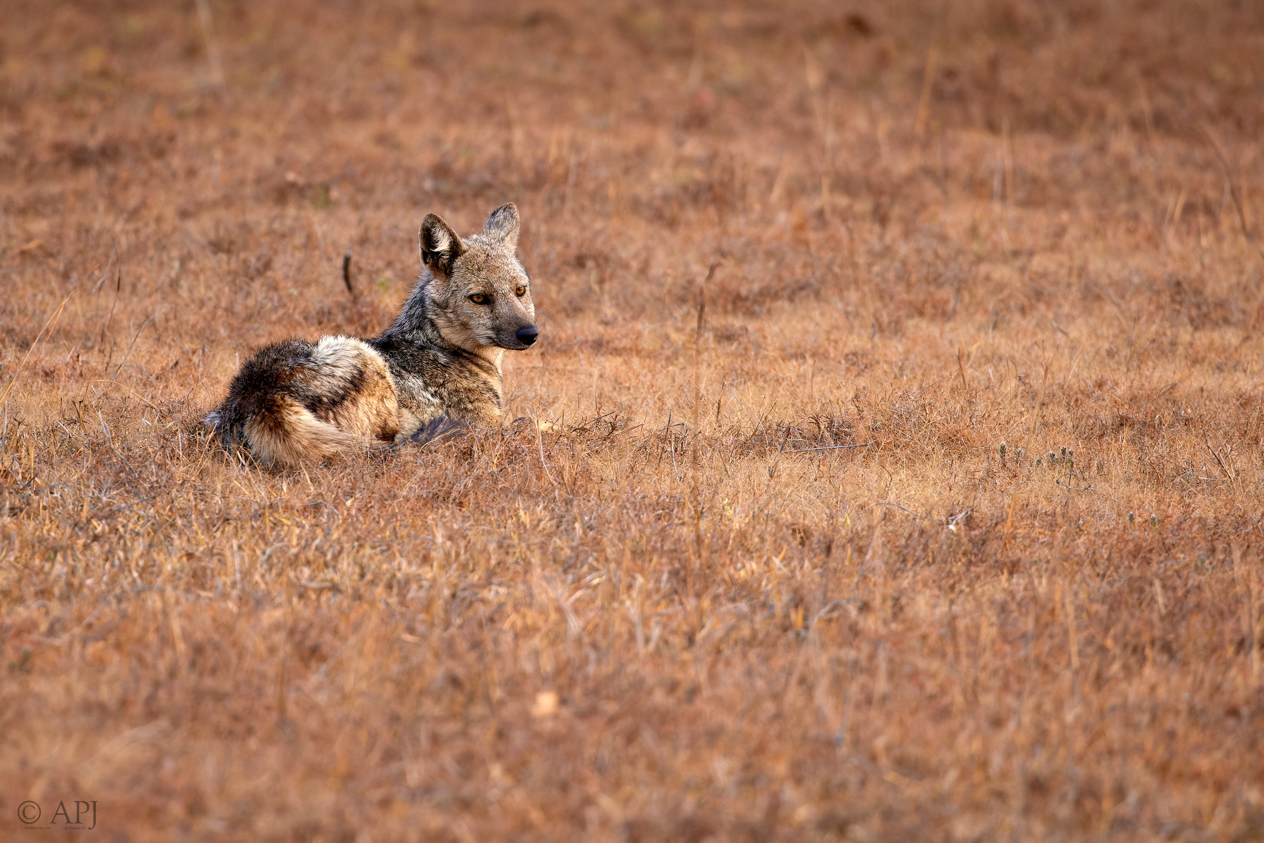 00397 APJ  A7A9964 CR3D