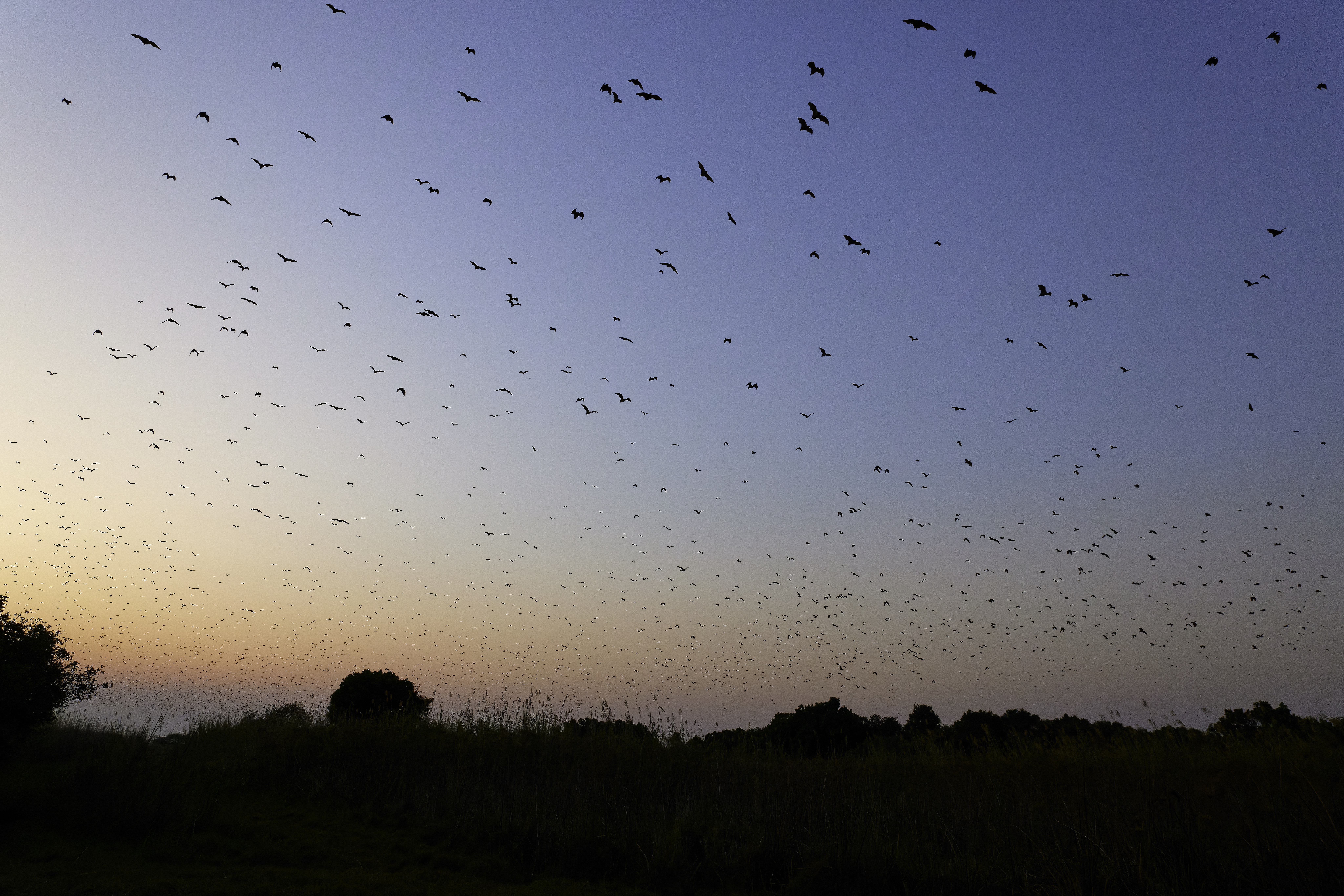 00420 APJ  59A9465 CR3D