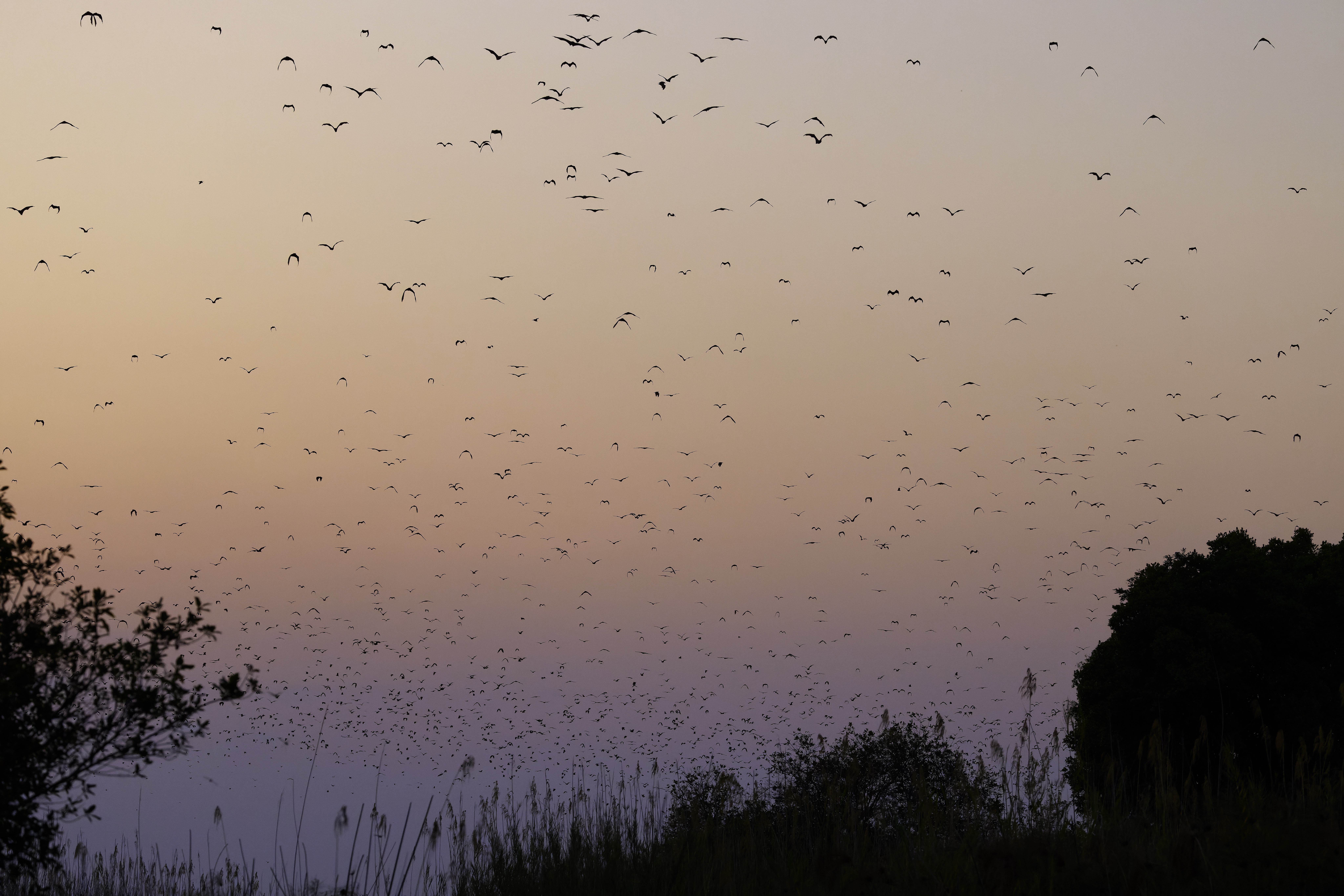 00429 APJ  A7A0212 CR3D